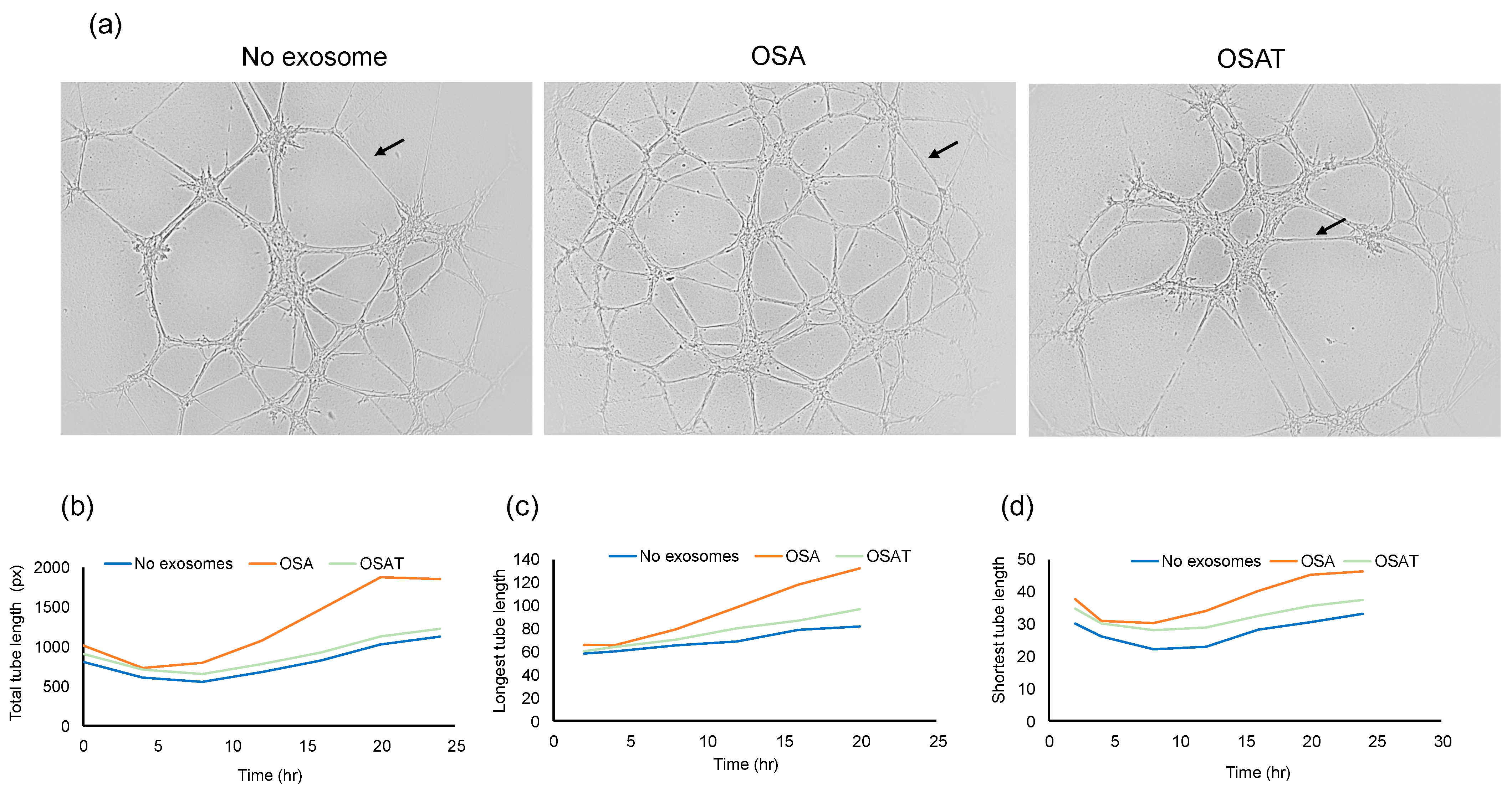 Ijms 24 16074 g003 Ijms 24 16074 g003