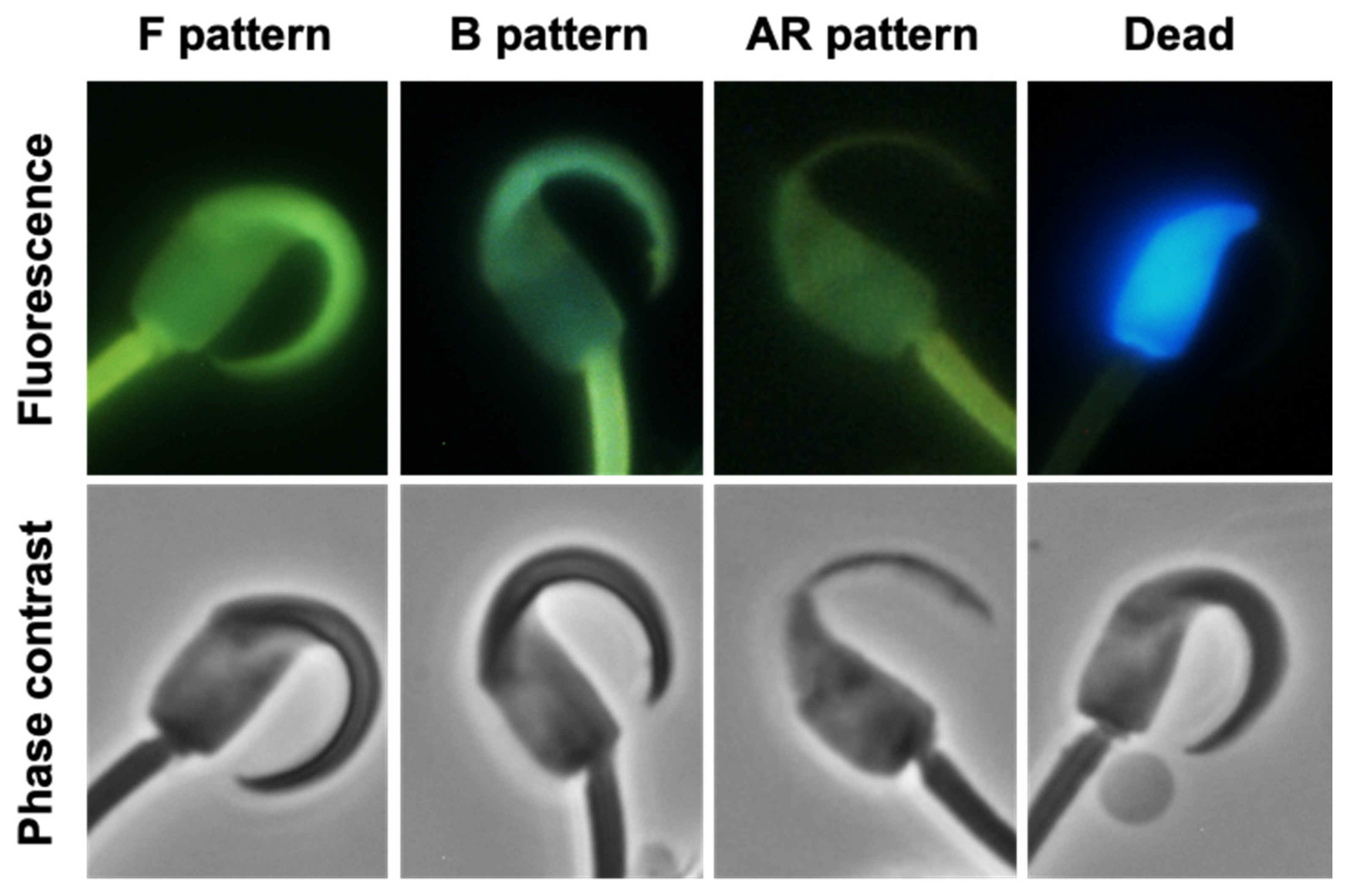 Ijms 24 16093 g003 Ijms 24 16093 g003