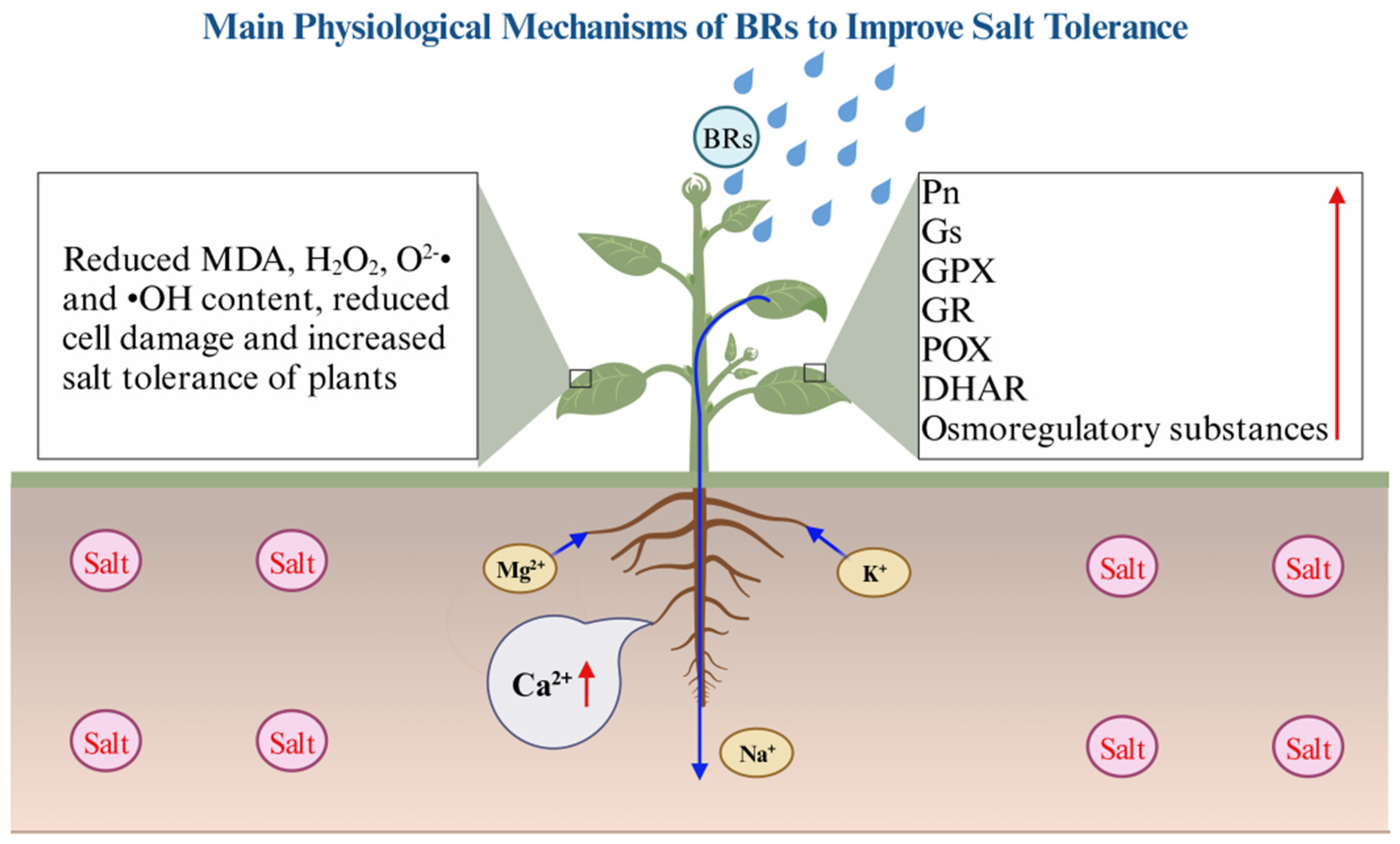 IJMS | Free Full-Text | Promotion of Ca2+ Accumulation in Roots by ...