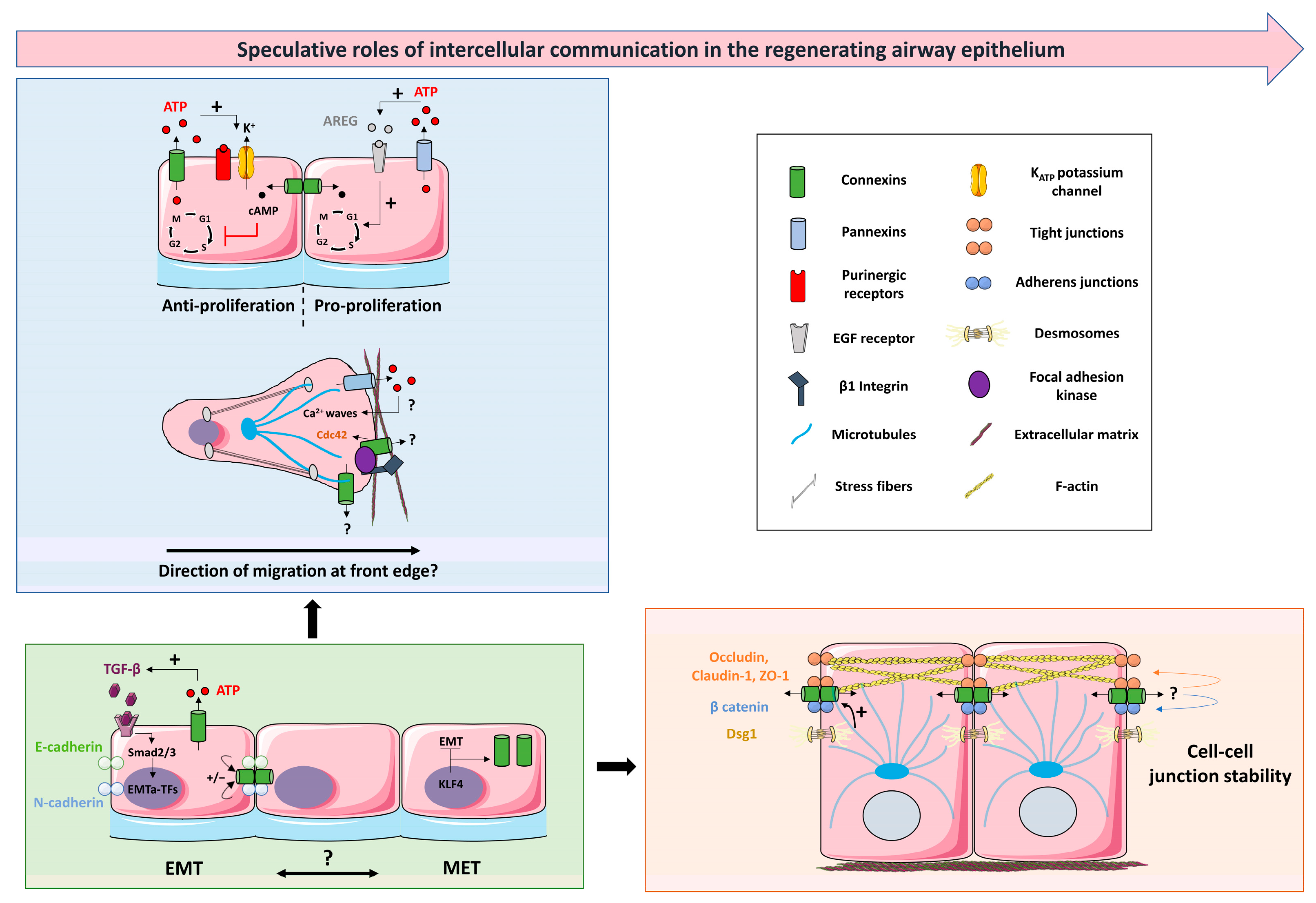 Ijms 24 16160 g005 Ijms 24 16160 g005