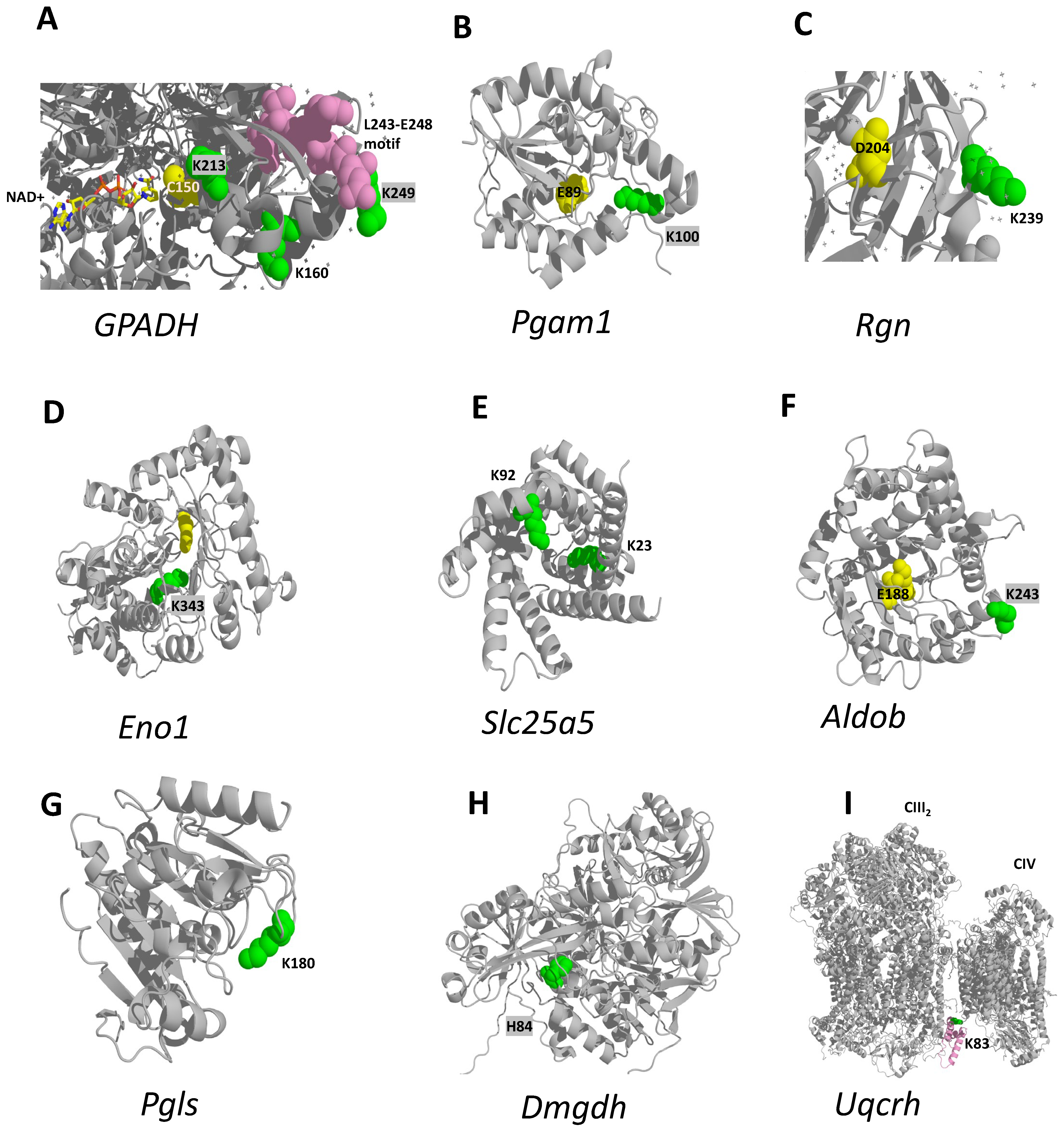Ijms 24 16172 g004 Ijms 24 16172 g004
