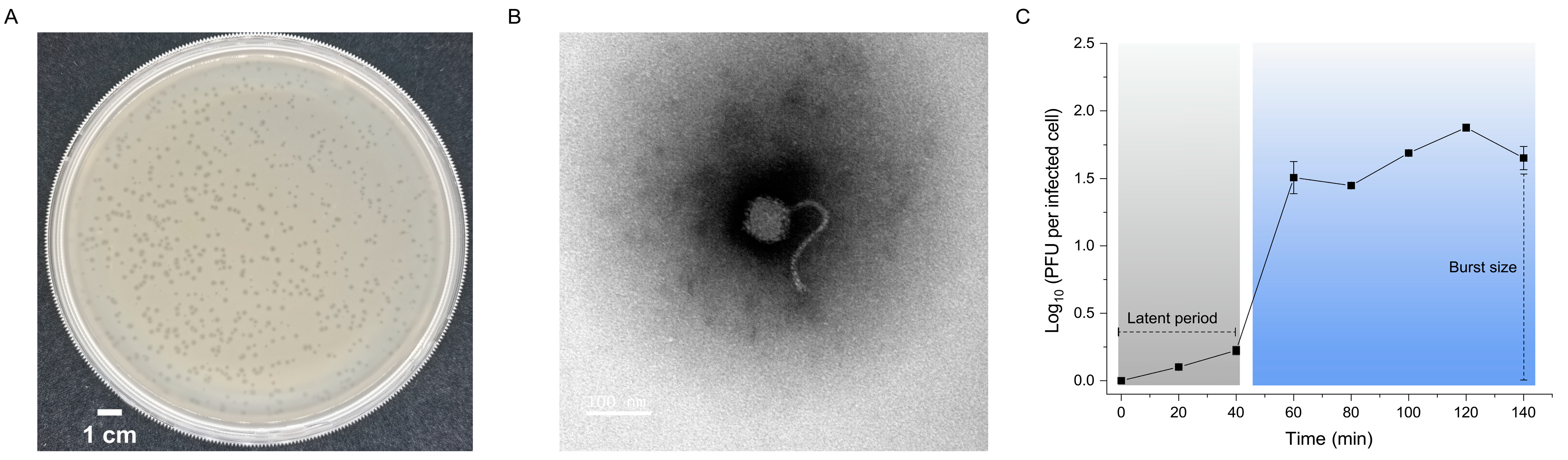 Ijms 24 16202 g001 Ijms 24 16202 g001