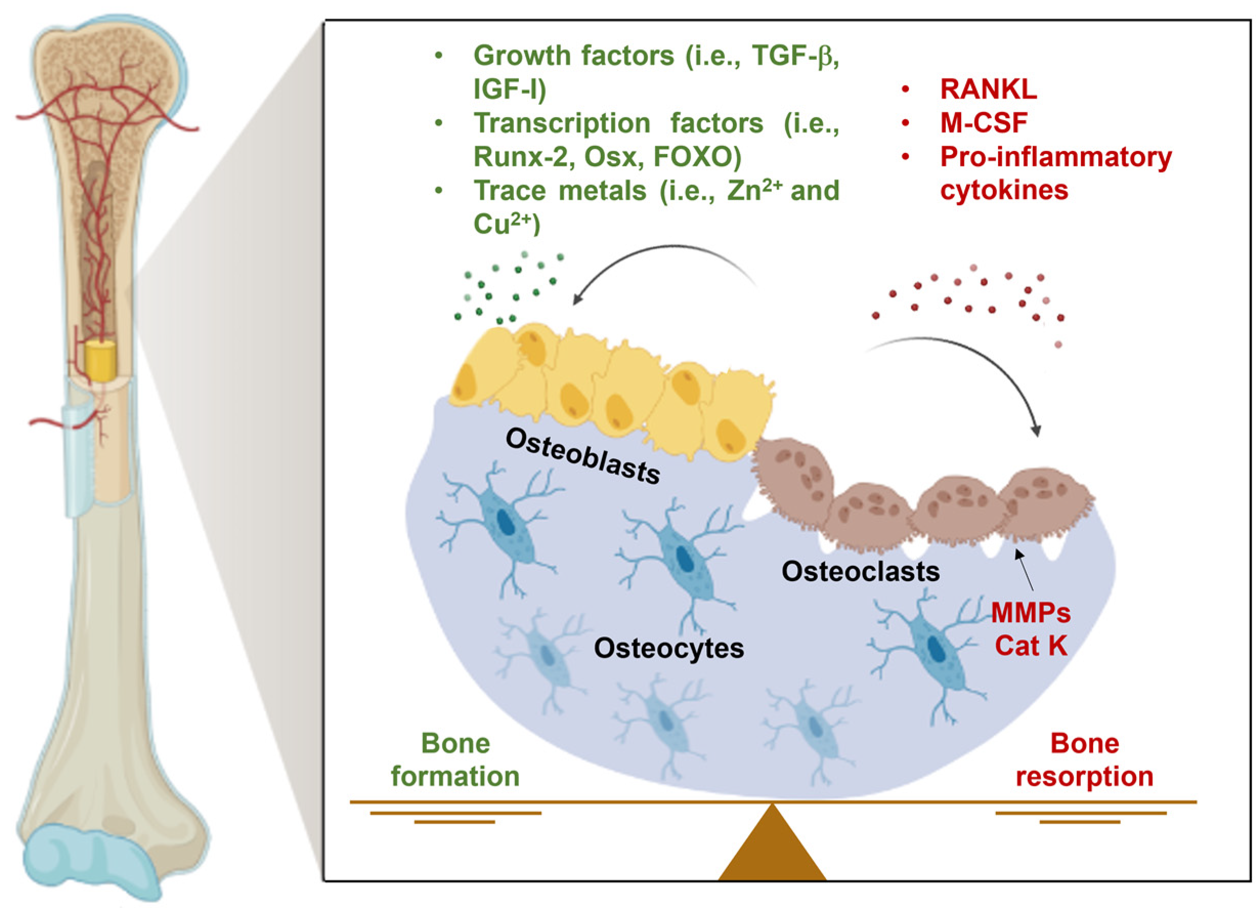 Ijms 24 16209 g003 Ijms 24 16209 g003
