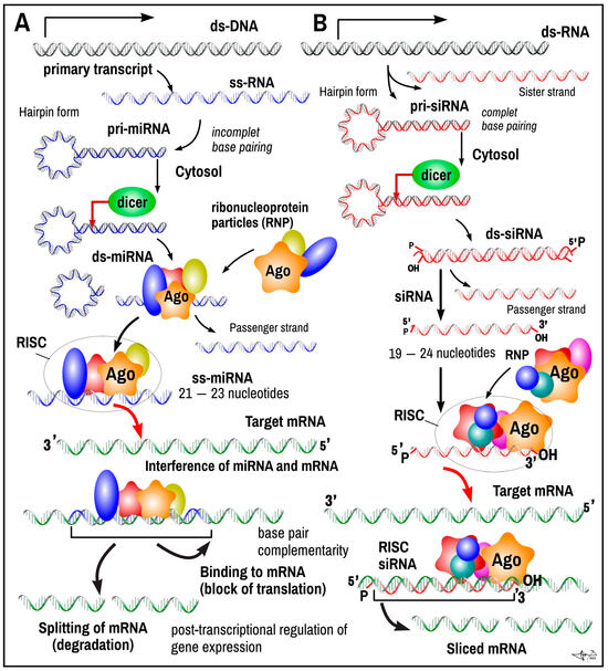 IJMS | Free Full-Text | Non-Coding RNAs in Human Cancer and Other