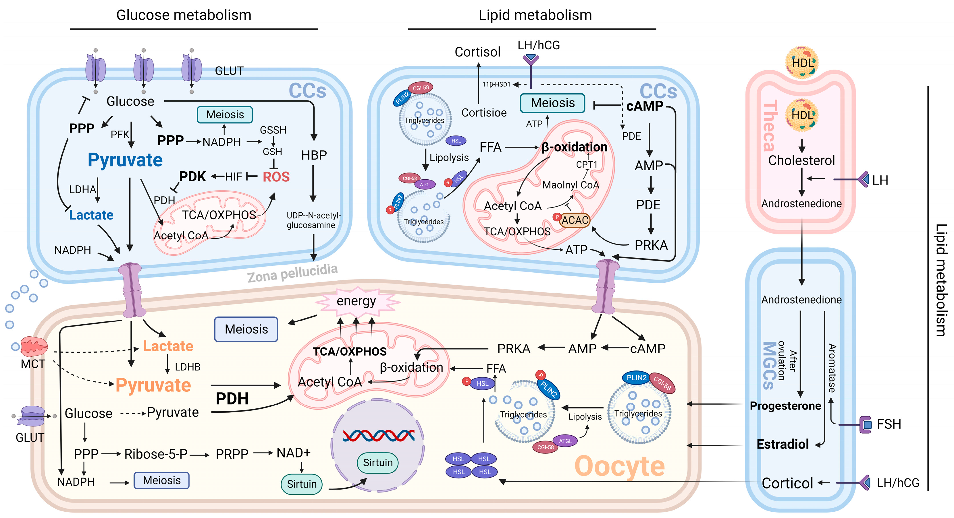Ijms 24 16247 g003 Ijms 24 16247 g003