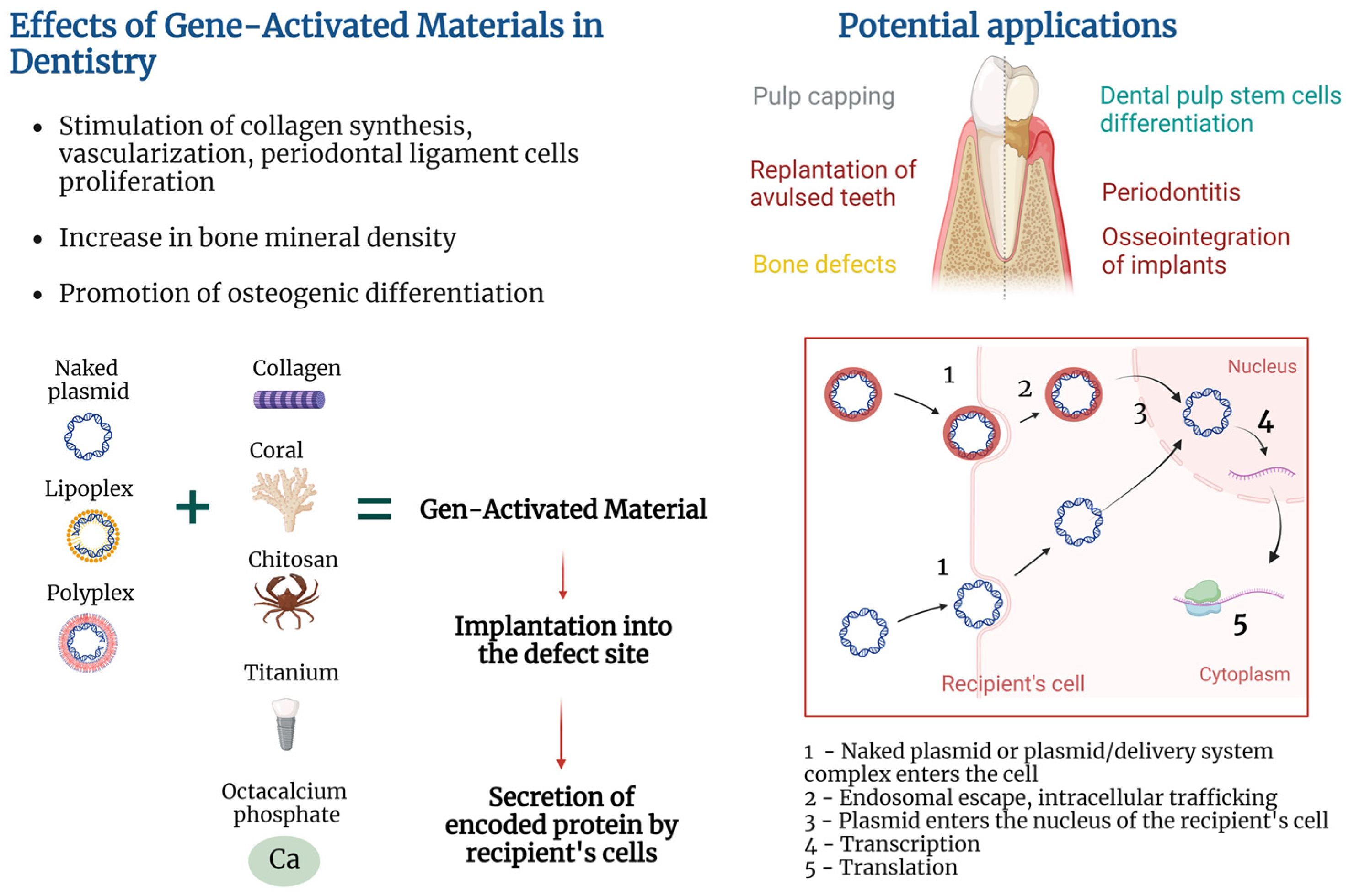 IJMS | Free Full-Text | Gene-Activated Materials in Regenerative 