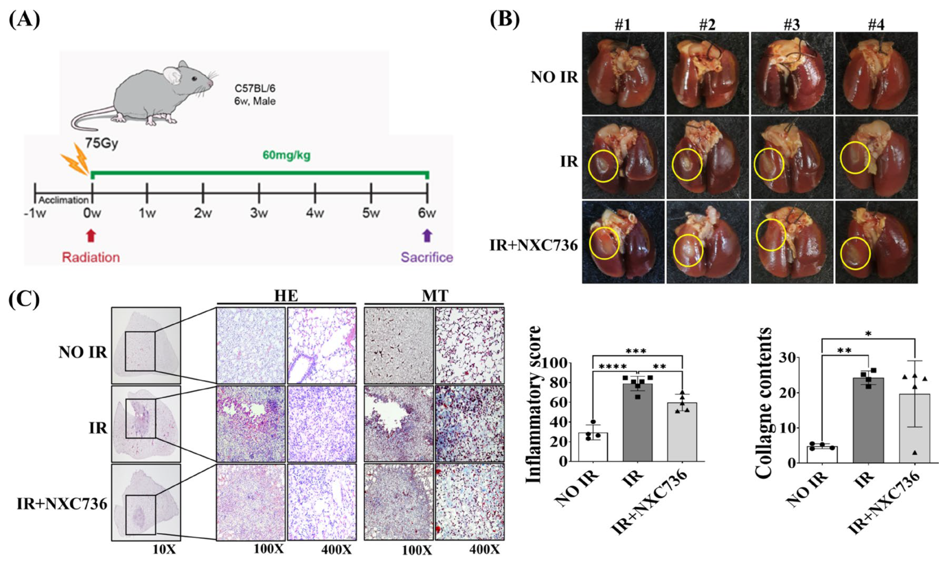 IJMS | Free Full-Text | NXC736 Attenuates Radiation-Induced Lung 