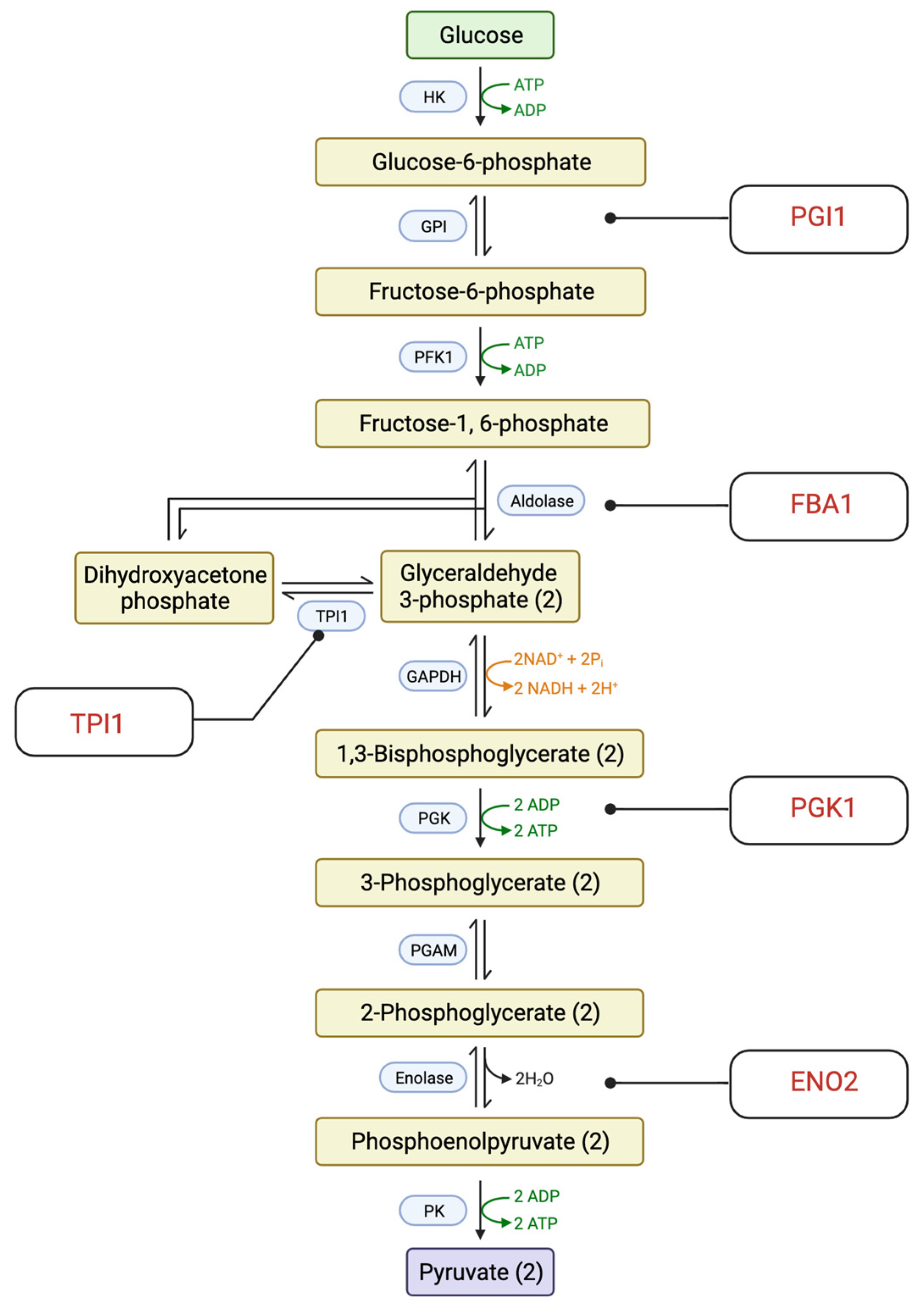 IJMS | Free Full-Text | The Impact of Cadmium Selenide Zinc Sulfide ...