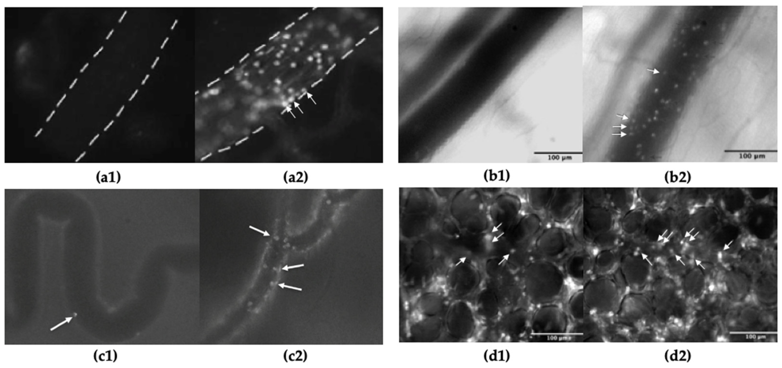 IJMS | Free Full-Text | Intravital Microscopy of