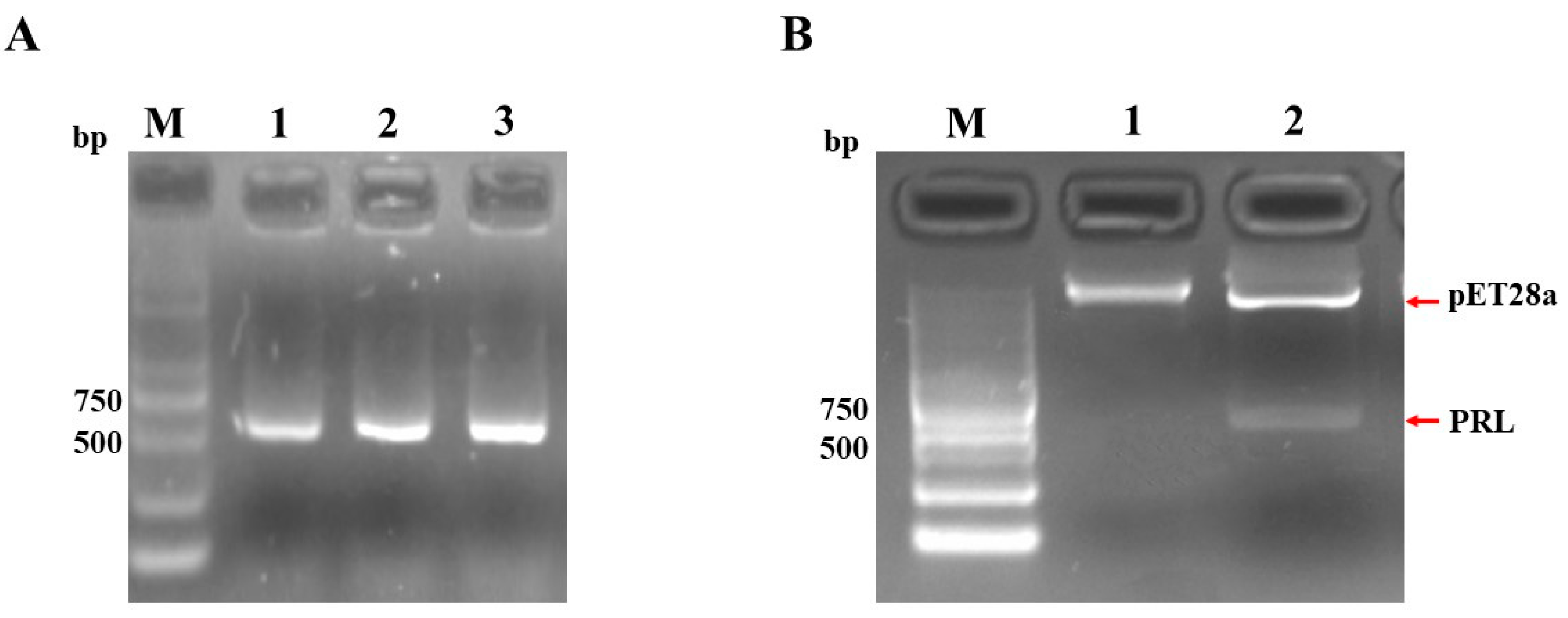 Ijms 24 16376 g001