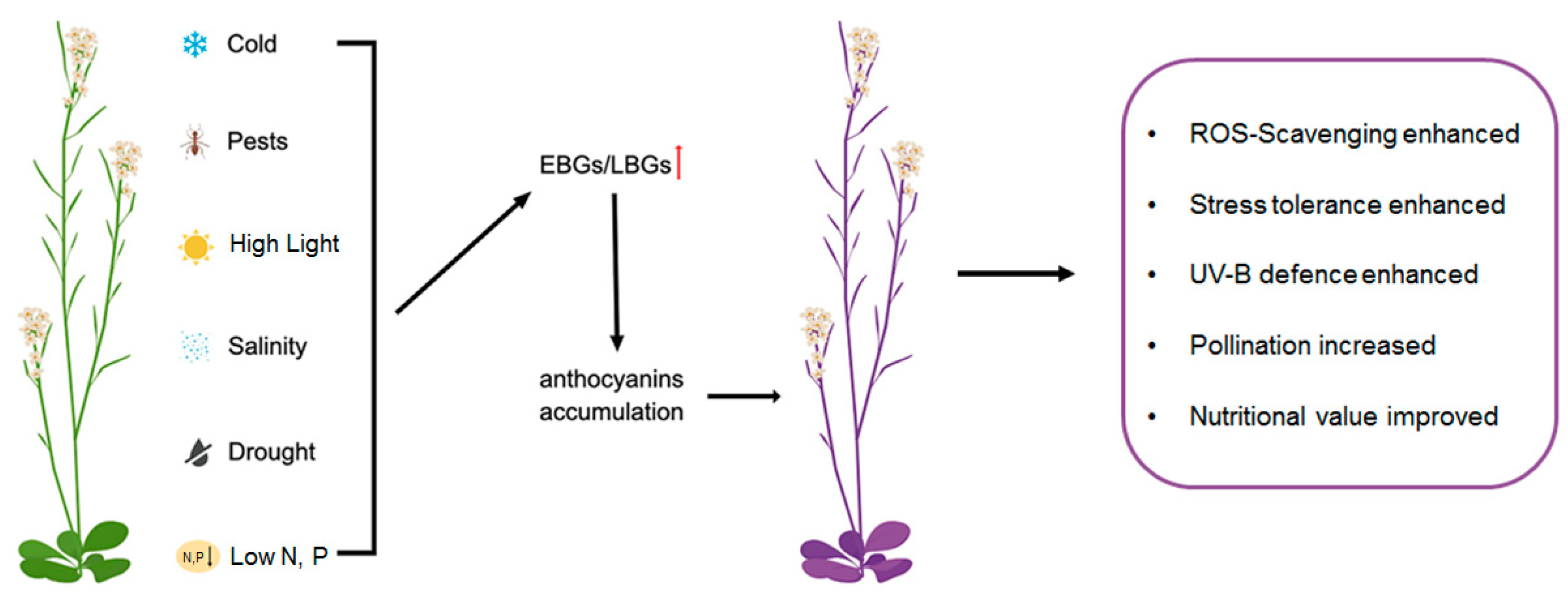 Ijms 24 16415 g001 Ijms 24 16415 g001