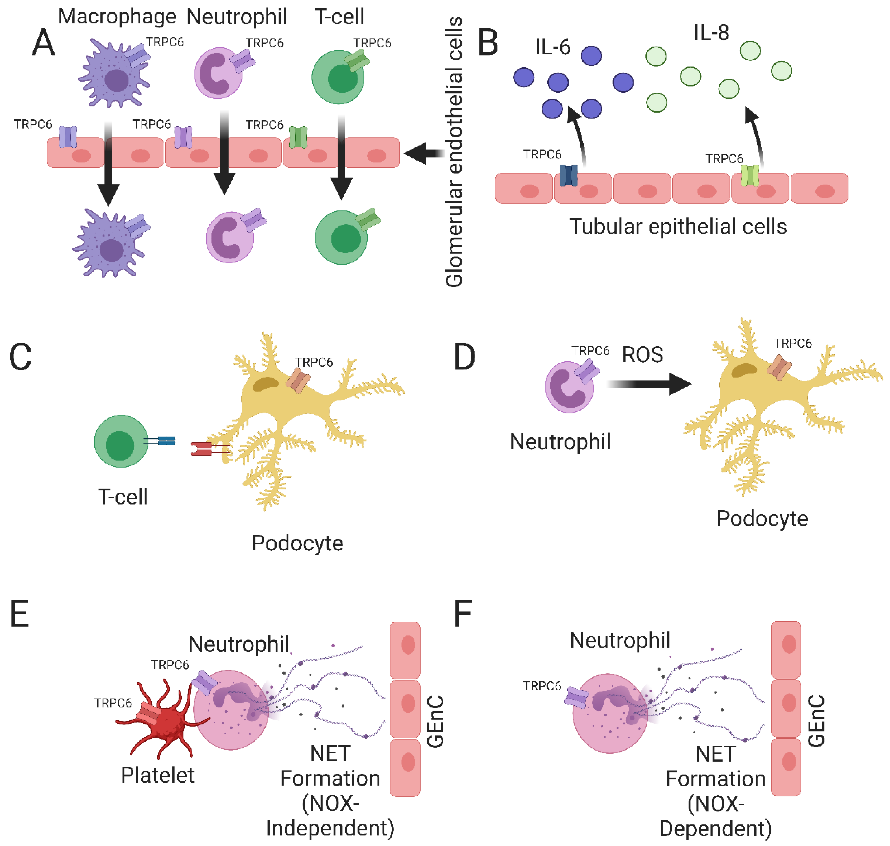 Ijms 24 16419 g003 Ijms 24 16419 g003