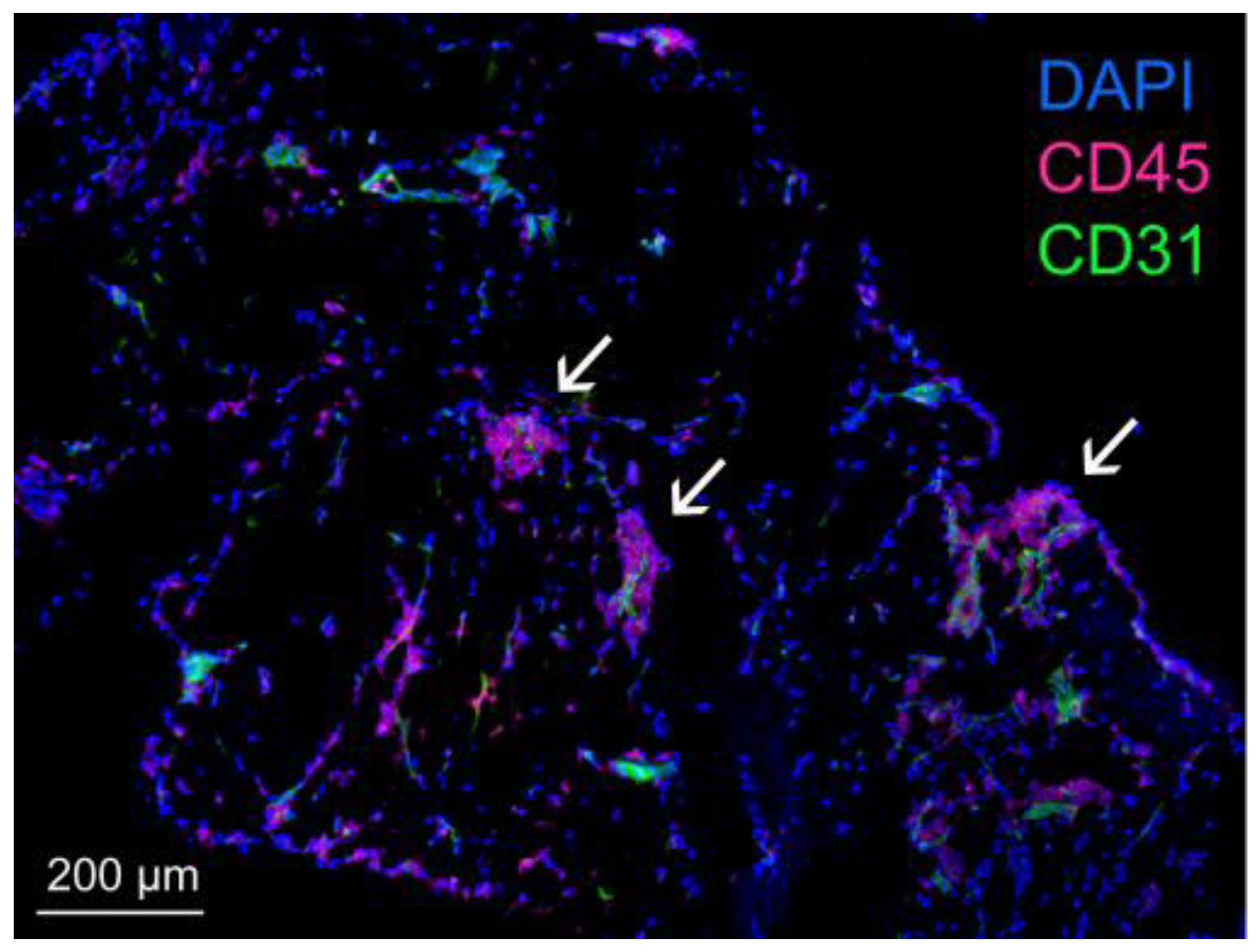 Ijms 24 16449 g002 Ijms 24 16449 g002