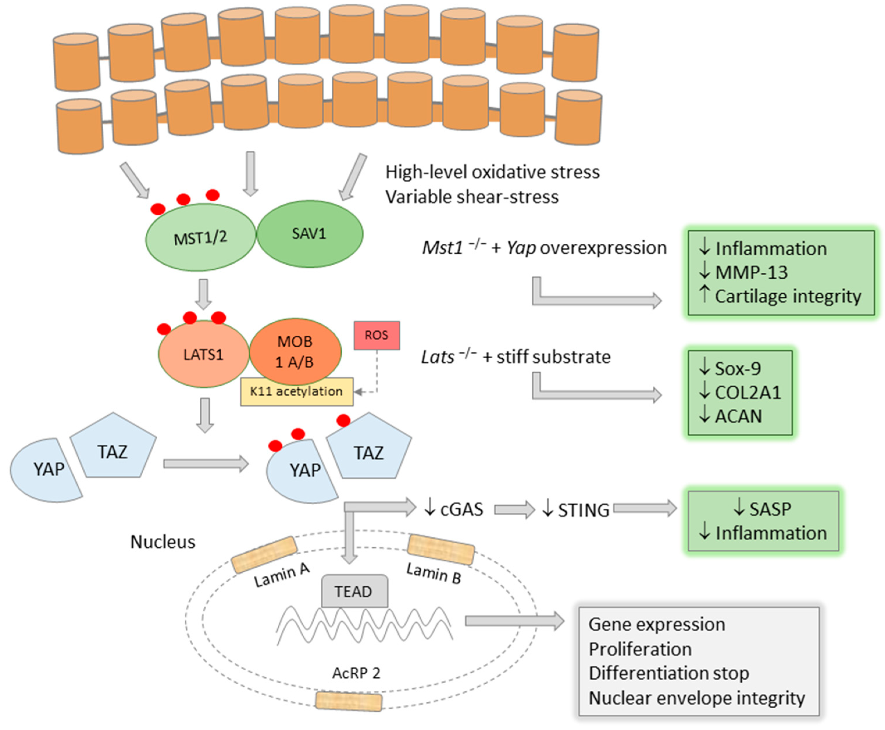 Collagen type II suppresses articular chondrocyte hypertrophy and  osteoarthritis progression by promoting integrin β1−SMAD1 interaction