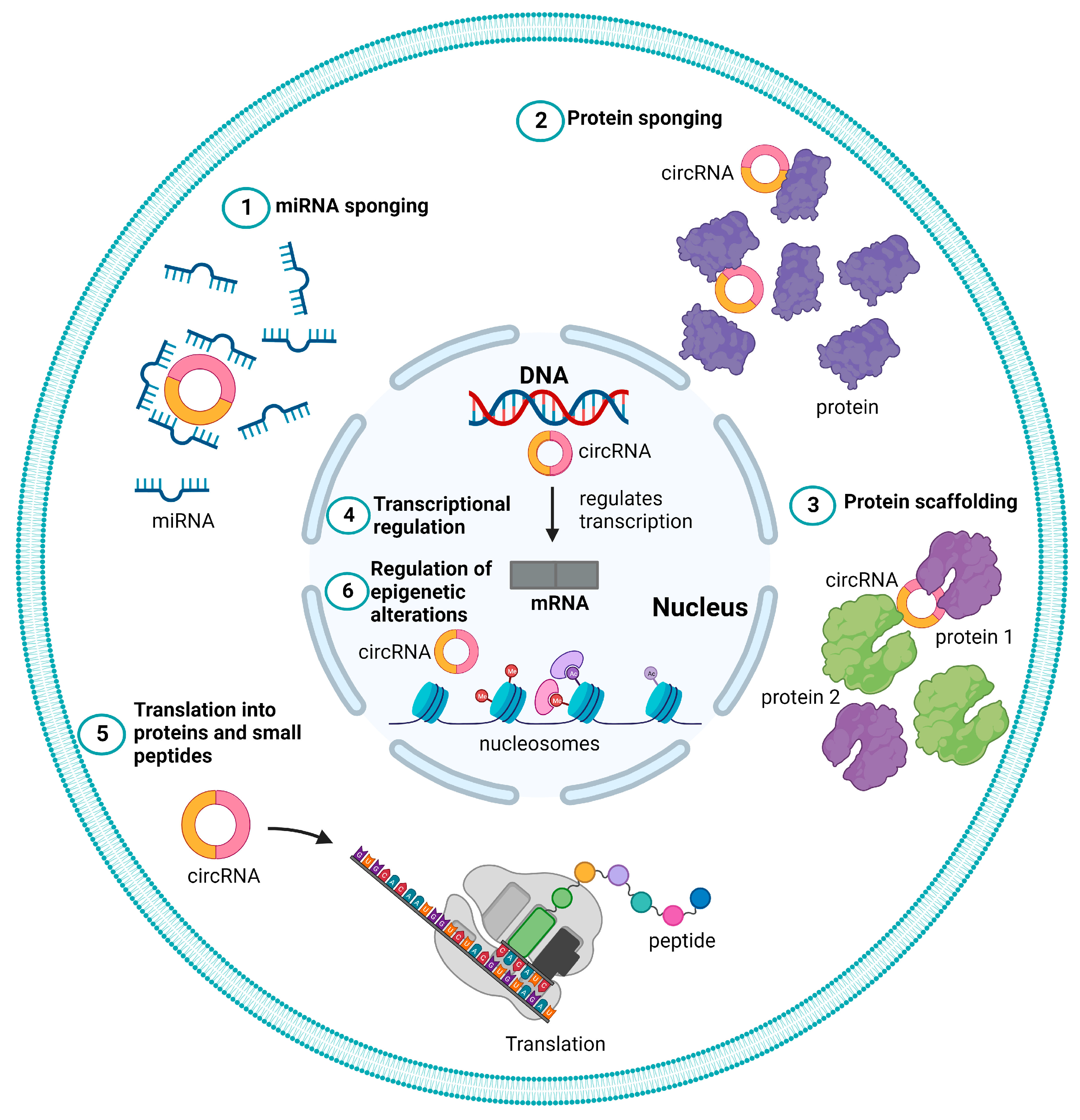 IJMS | Free Full-Text | Emerging Role of Circular RNAs in 