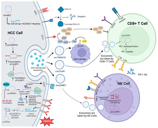 IJMS | Free Full-Text | Emerging Role of Circular RNAs in 