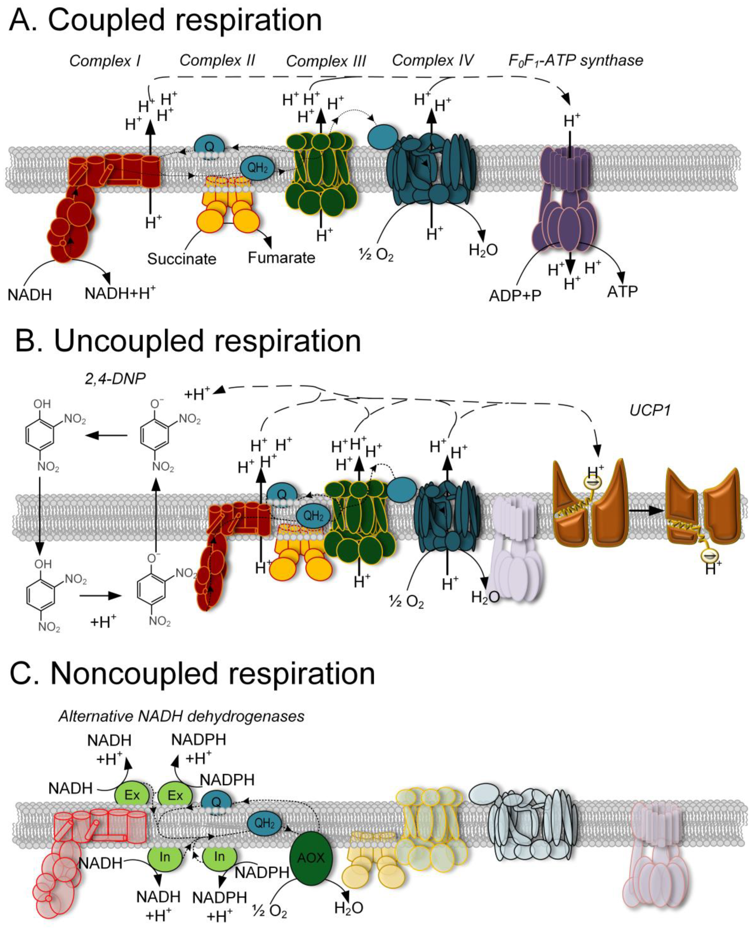 IJMS | Free Full-Text | Noncoupled Mitochondrial Respiration as