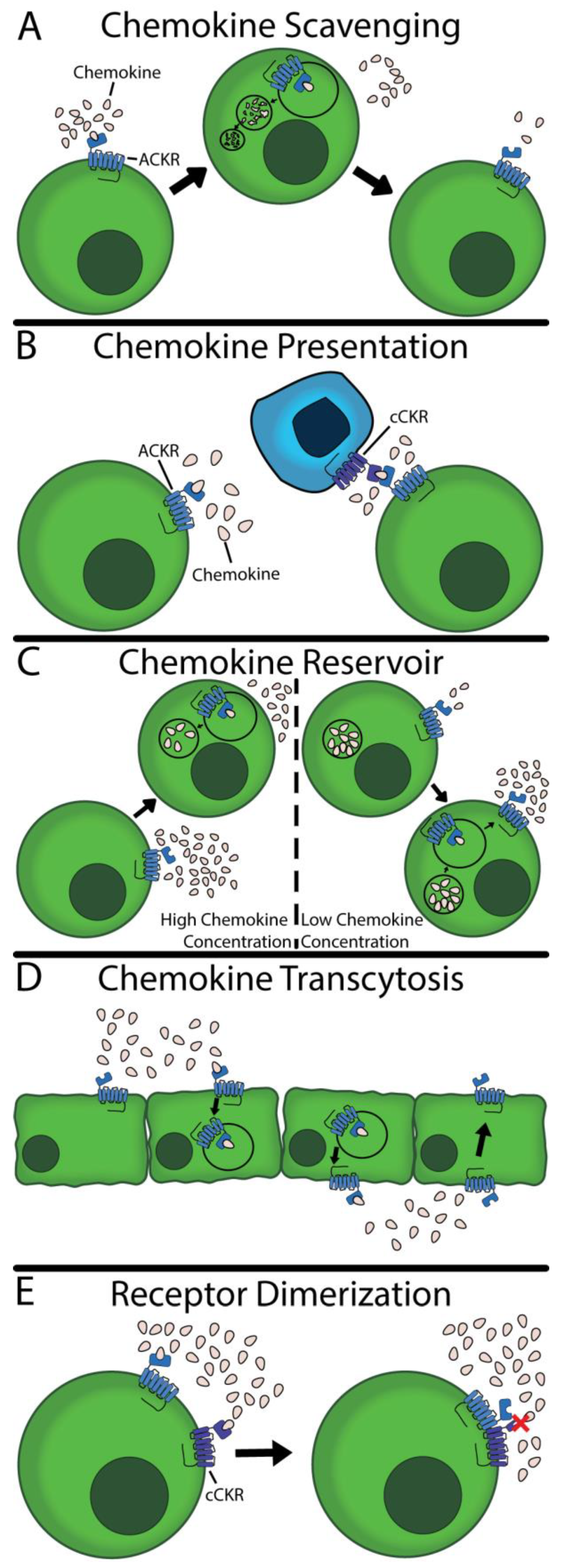 IJMS | Free Full-Text | The Role of Atypical Chemokine Receptors 