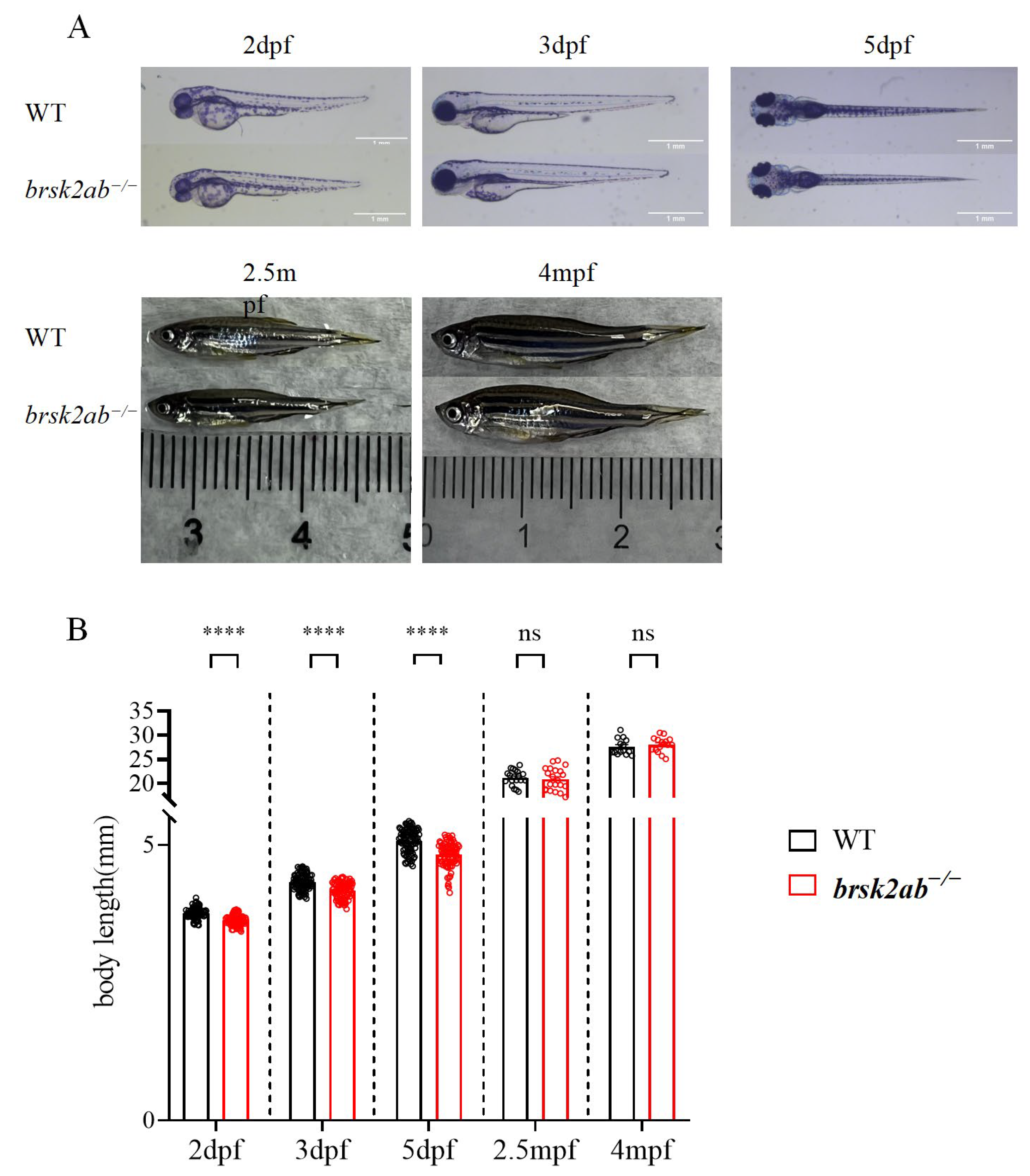 Ijms 24 16506 g003 Ijms 24 16506 g003
