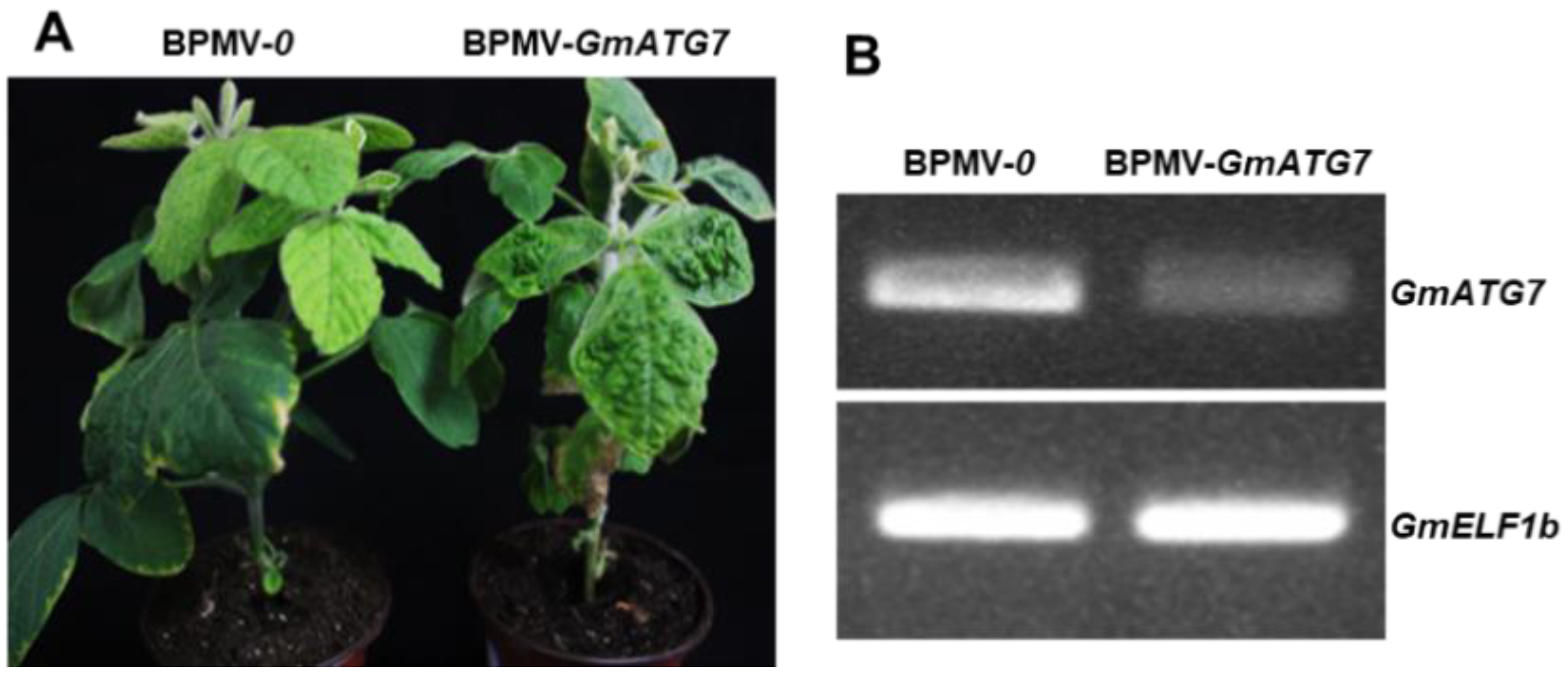 Ijms 24 16508 g001 Ijms 24 16508 g001