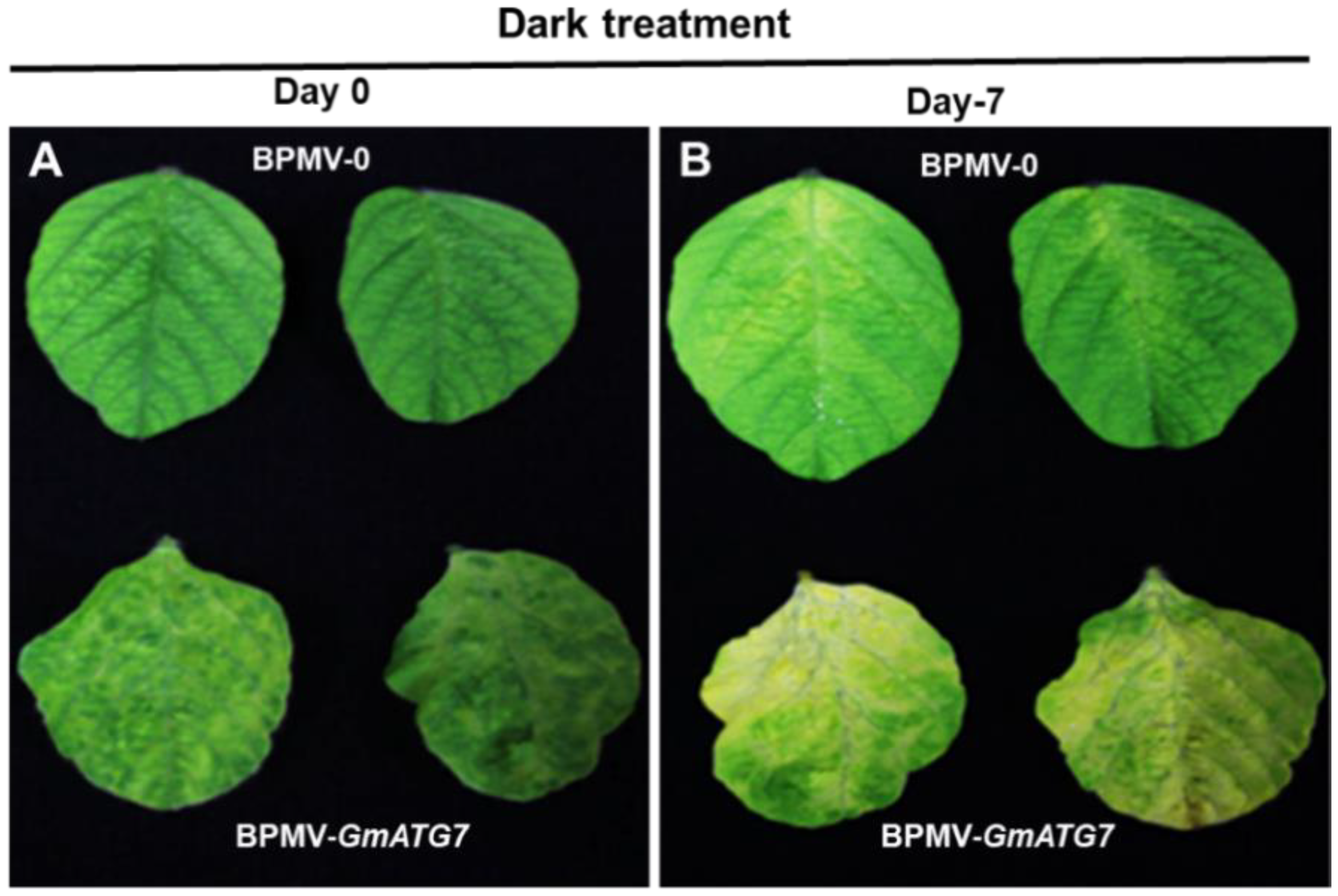 Ijms 24 16508 g002 Ijms 24 16508 g002