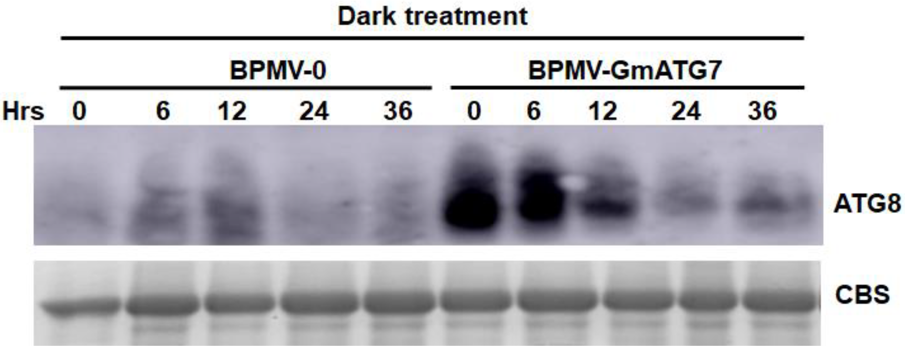 Ijms 24 16508 g003 Ijms 24 16508 g003