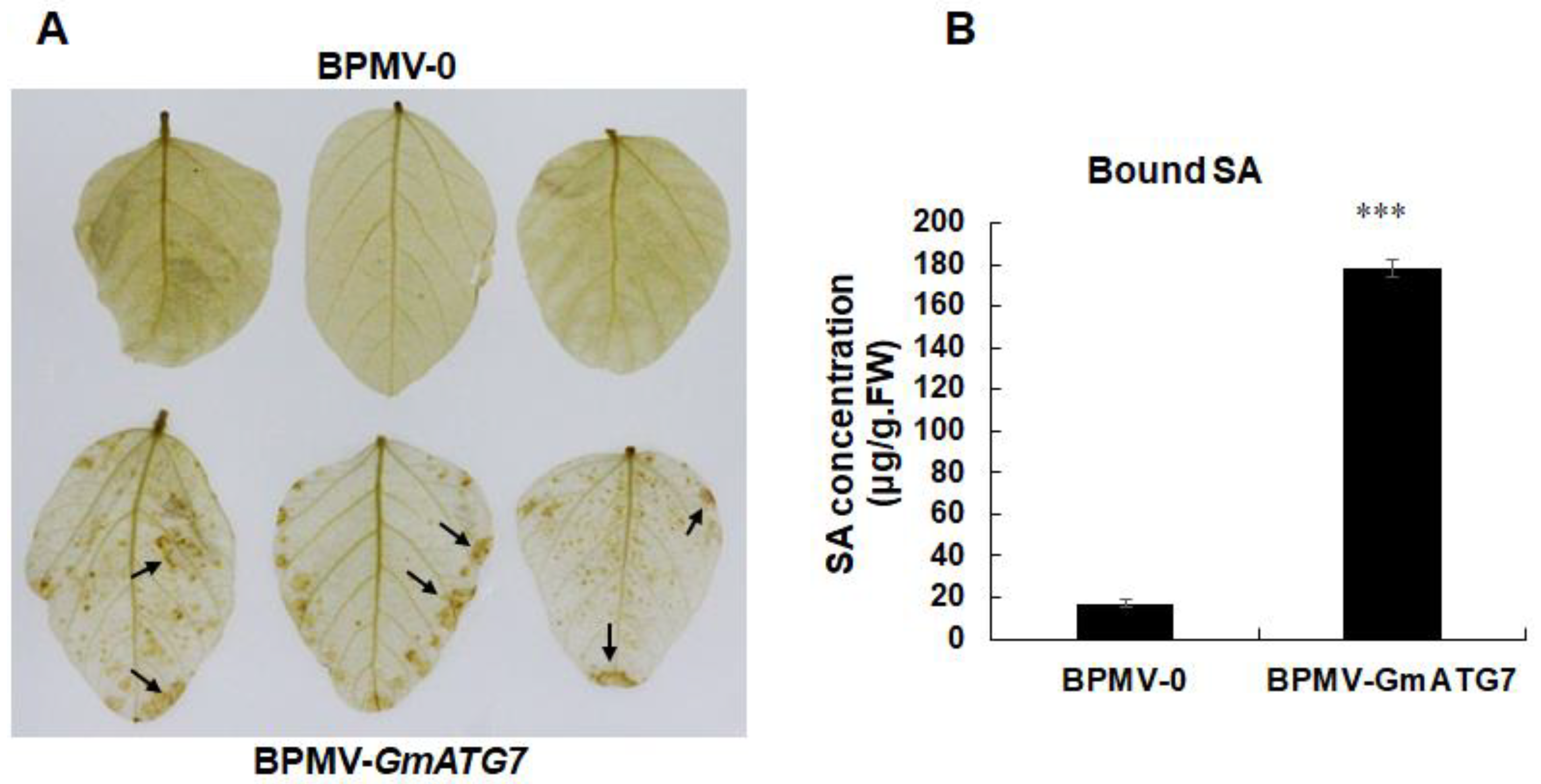Ijms 24 16508 g004 Ijms 24 16508 g004