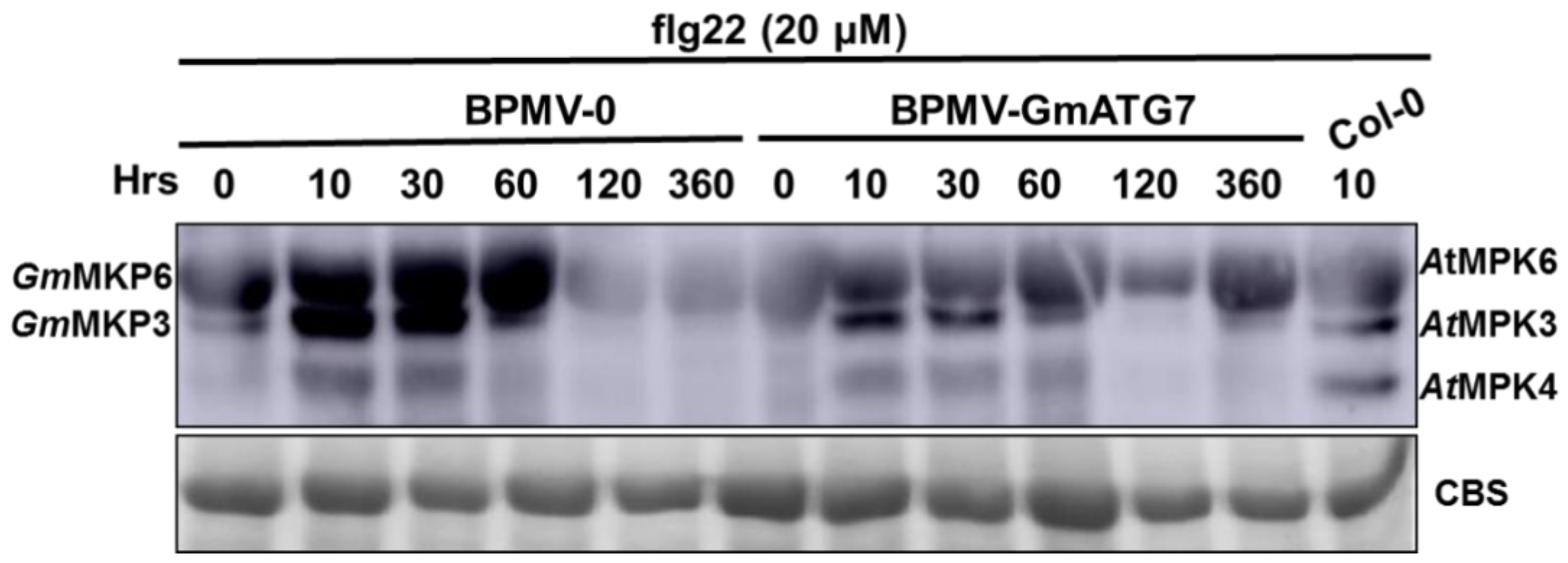 Ijms 24 16508 g006 Ijms 24 16508 g006