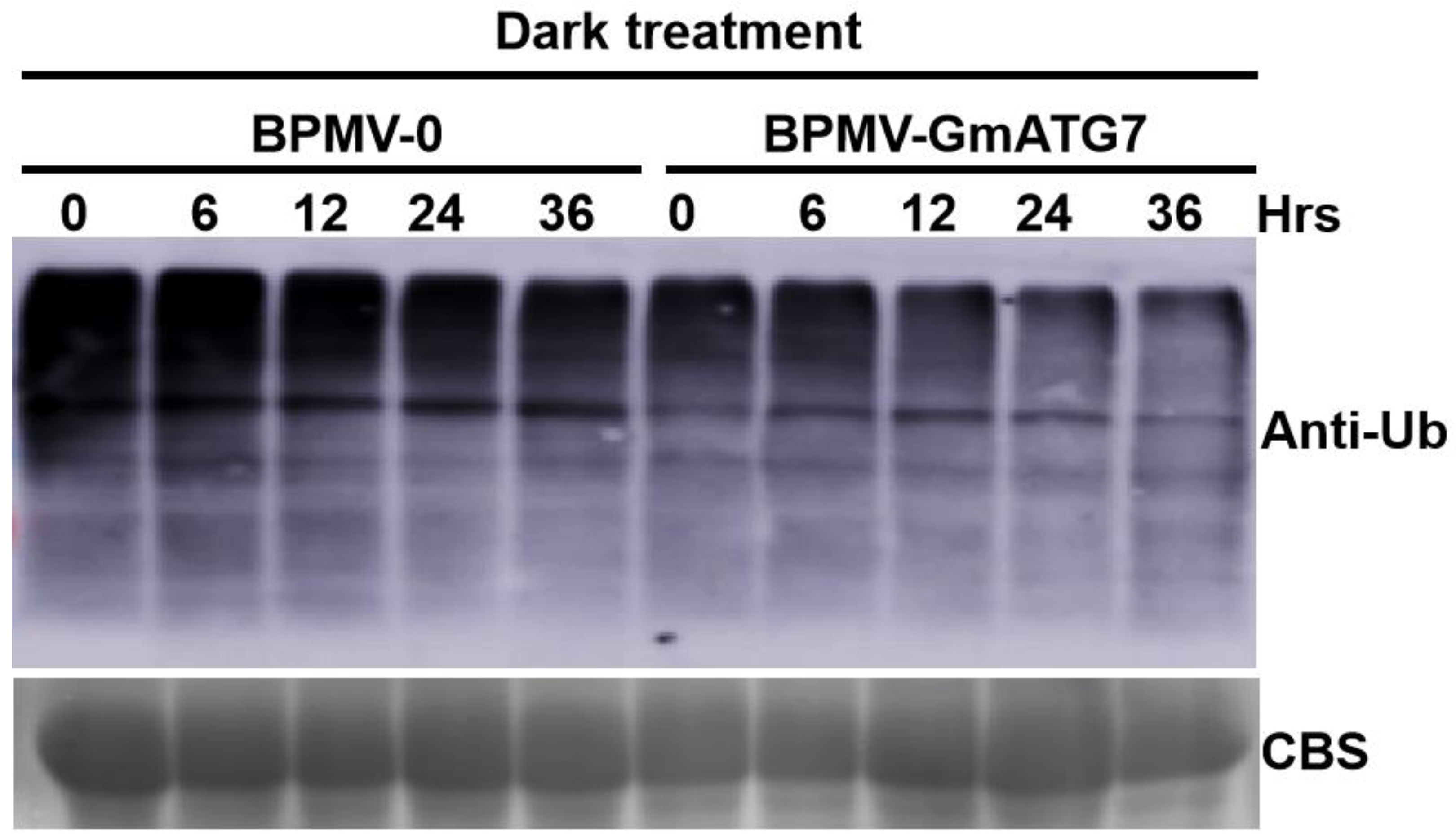 Ijms 24 16508 g007 Ijms 24 16508 g007