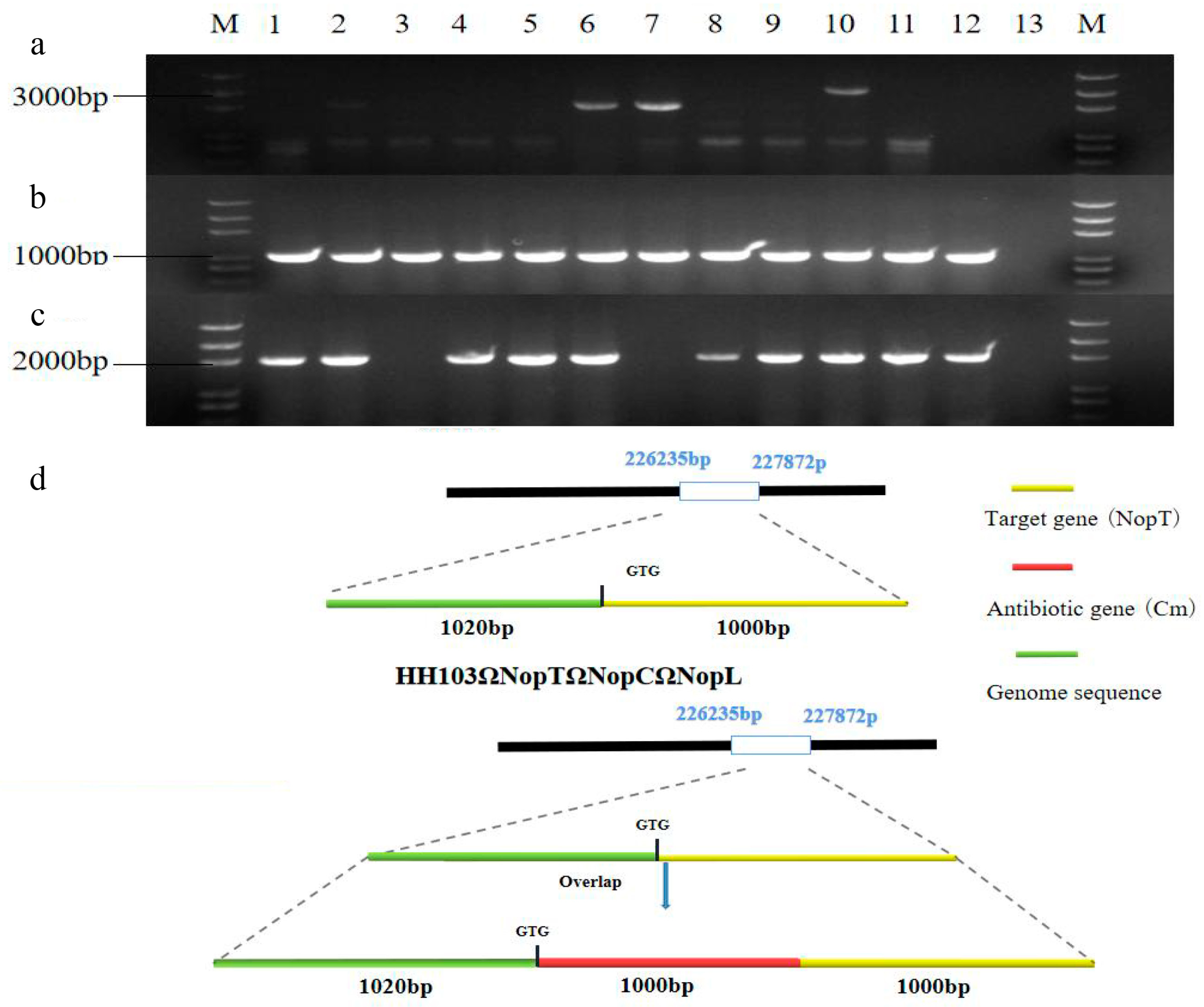 IJMS | Free Full-Text | NopC/T/L Signal Crosstalk Gene GmPHT1-4