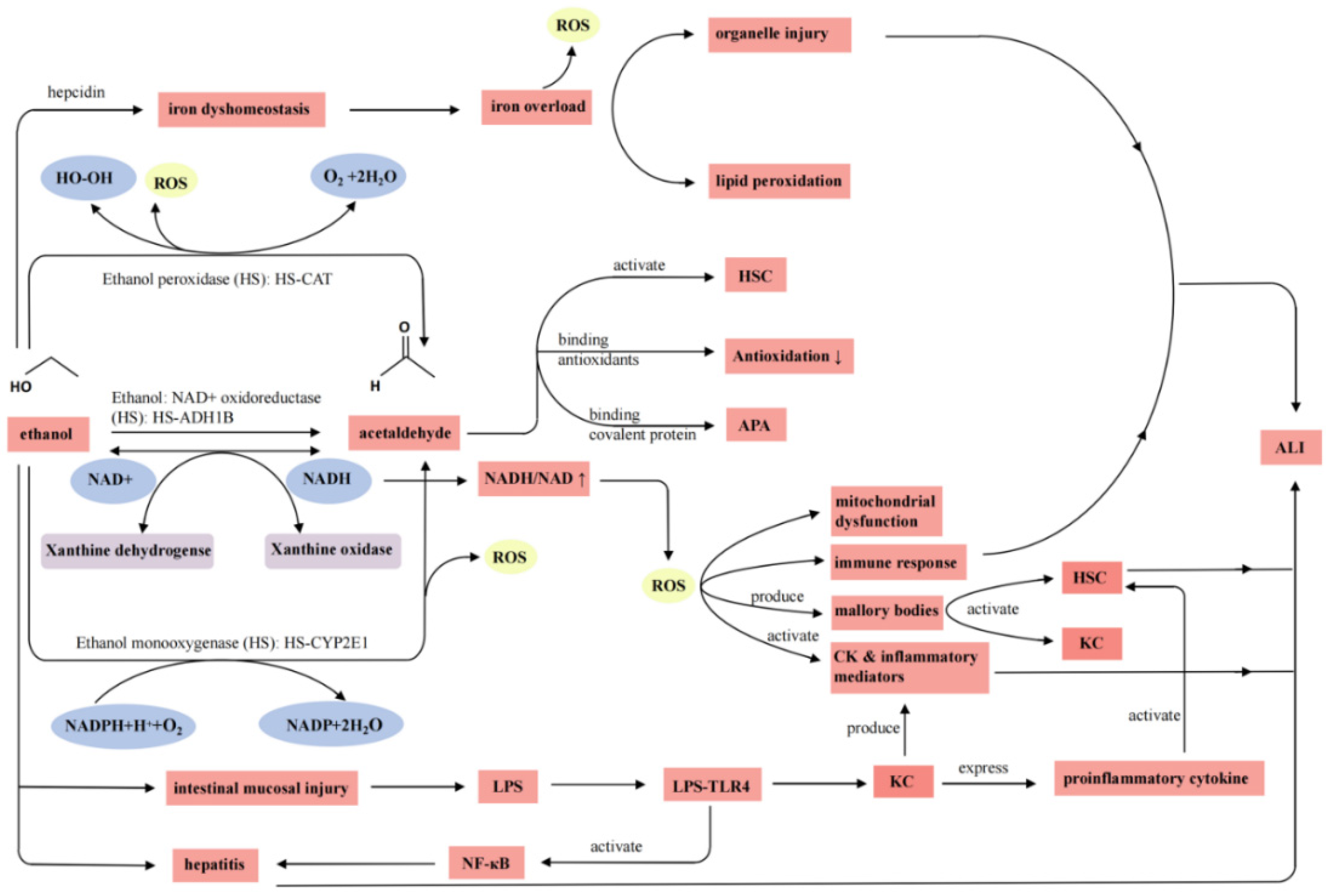 IJMS | Free Full-Text | Protective Effects and Mechanism of 