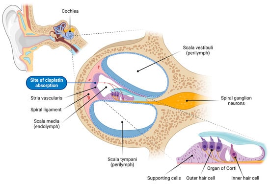 IJMS | Free Full-Text | Molecular Characteristics of Cisplatin