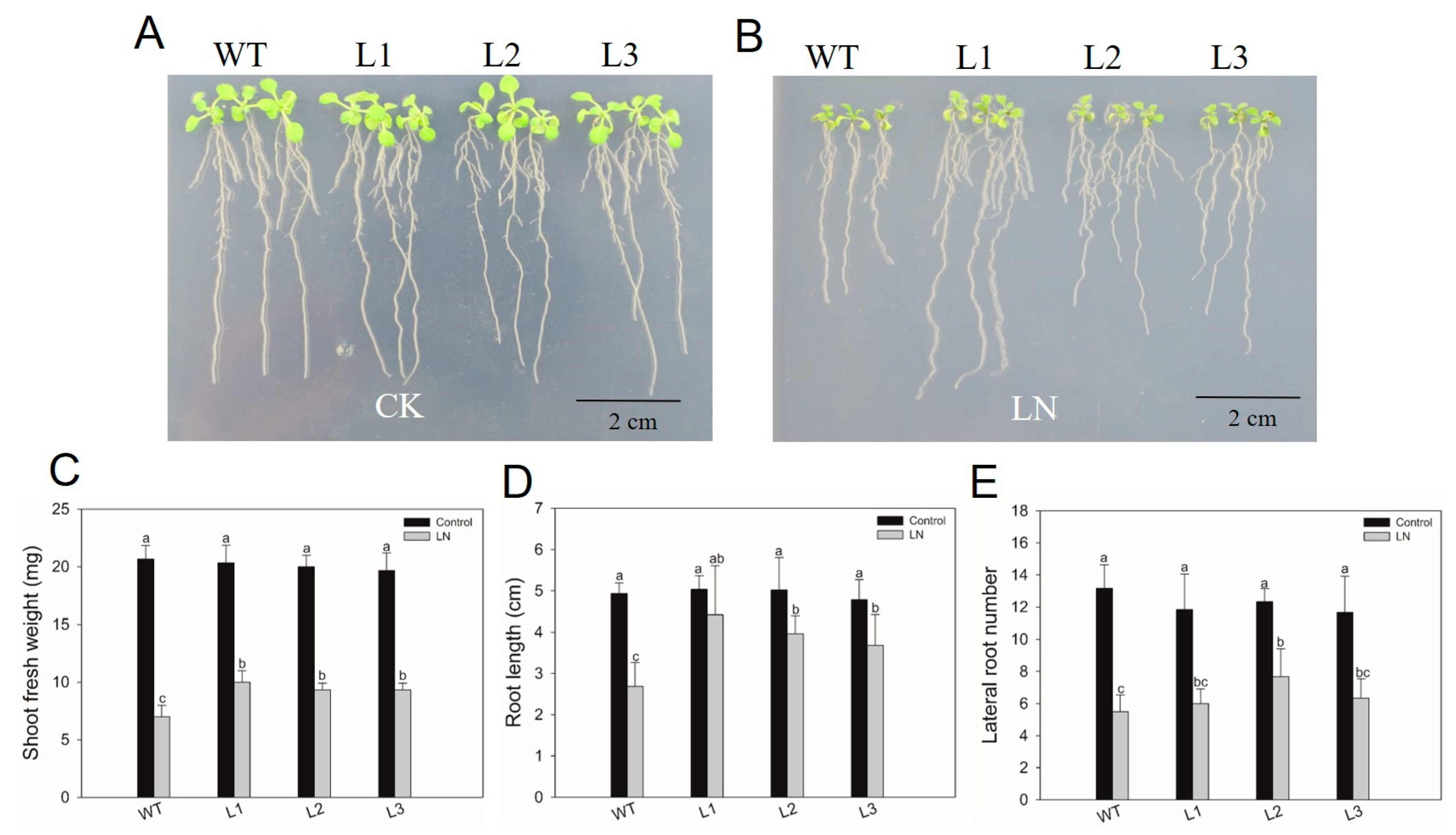 Ijms 24 16641 g007 Ijms 24 16641 g007