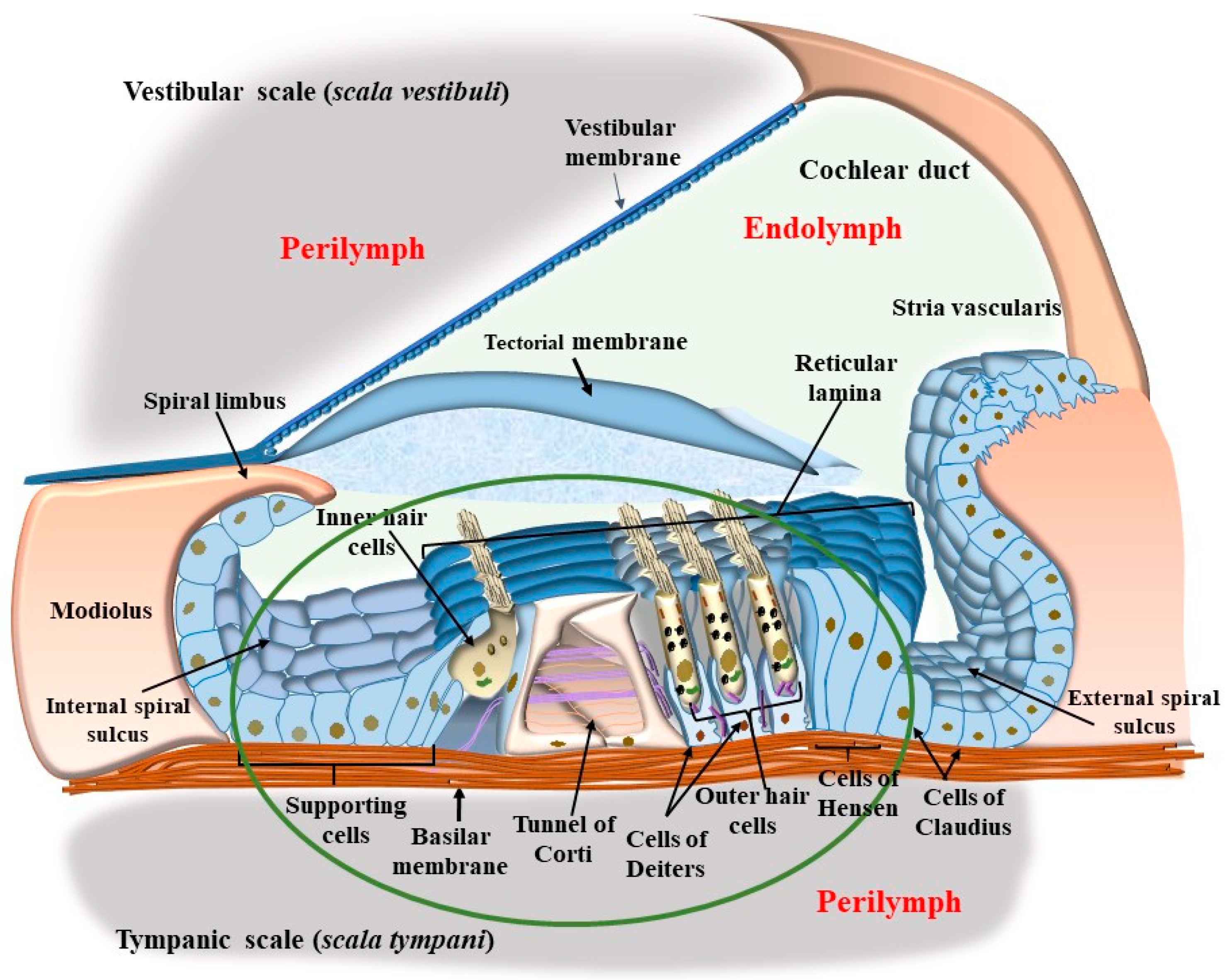 Ijms 24 16664 g001 Ijms 24 16664 g001
