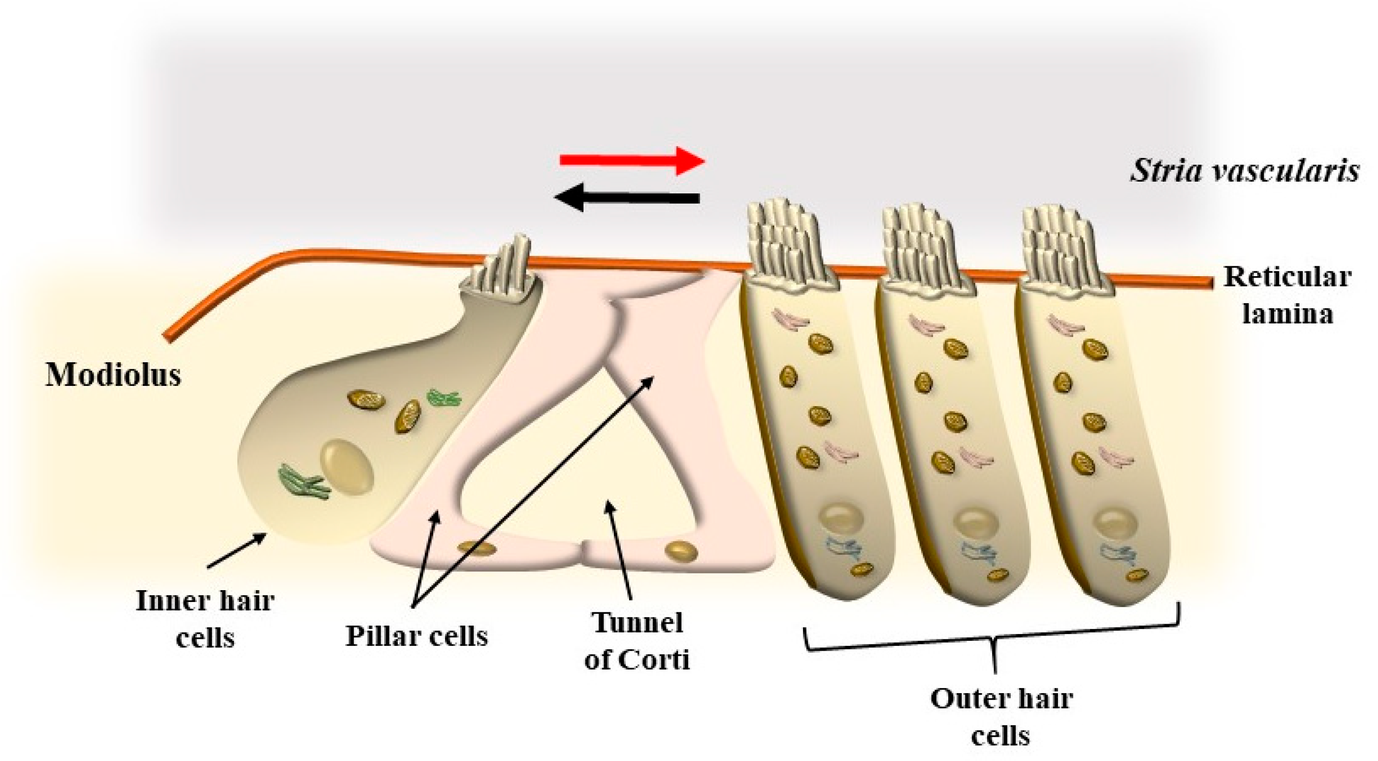 Ijms 24 16664 g002 Ijms 24 16664 g002