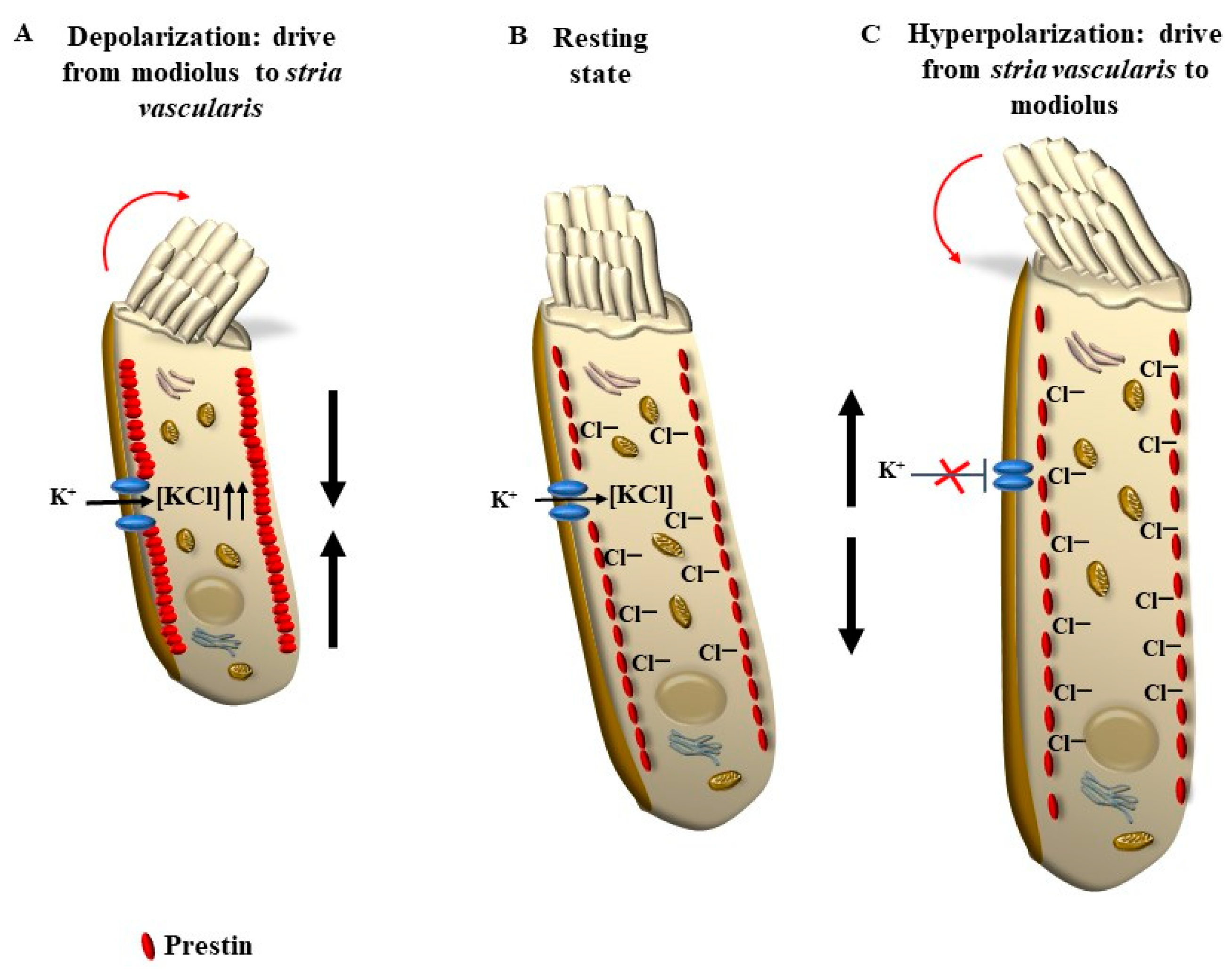 Ijms 24 16664 g003 Ijms 24 16664 g003