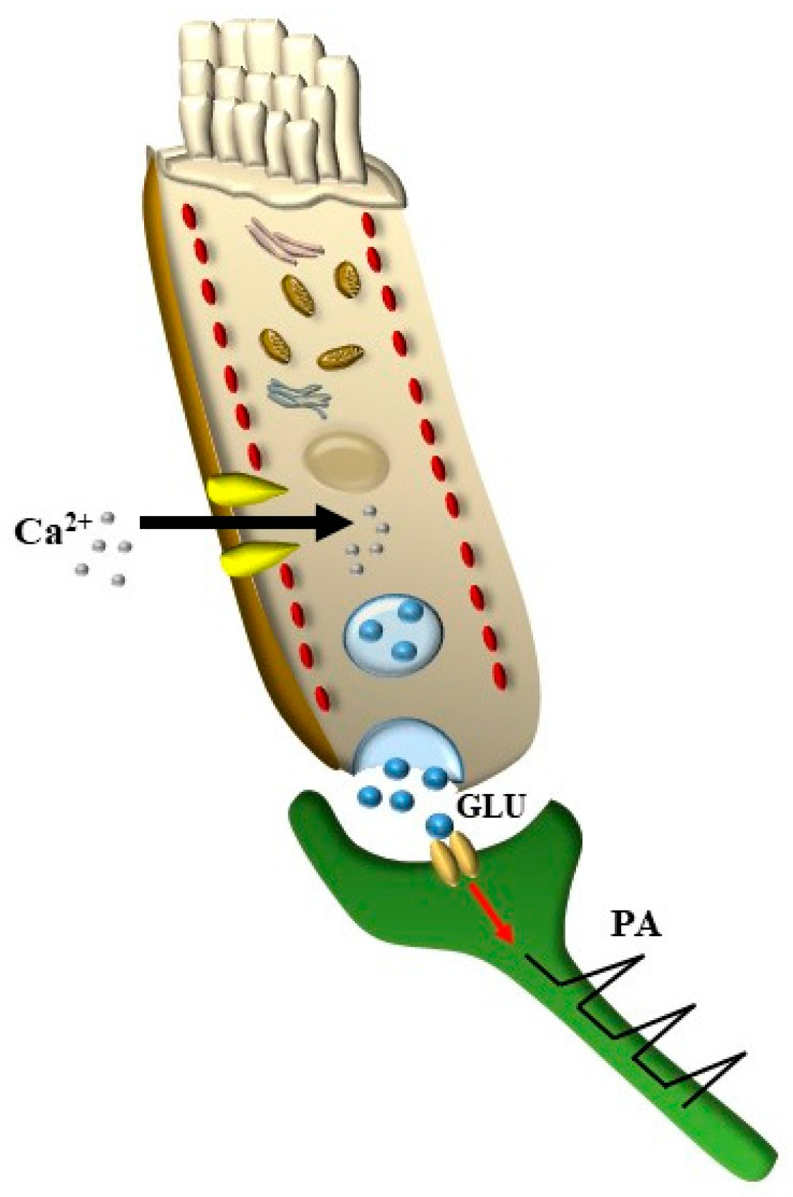 Ijms 24 16664 g004 Ijms 24 16664 g004