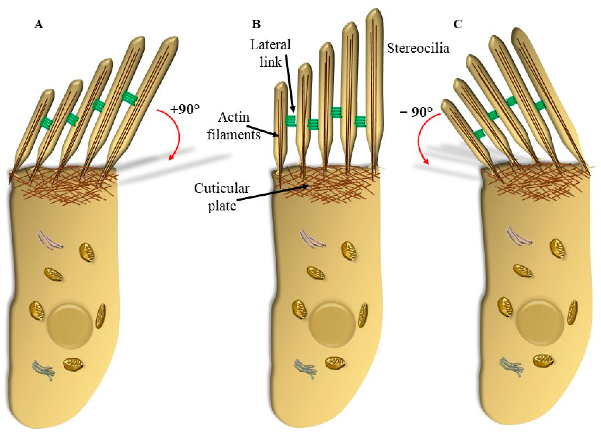 Ijms 24 16664 g005 Ijms 24 16664 g005