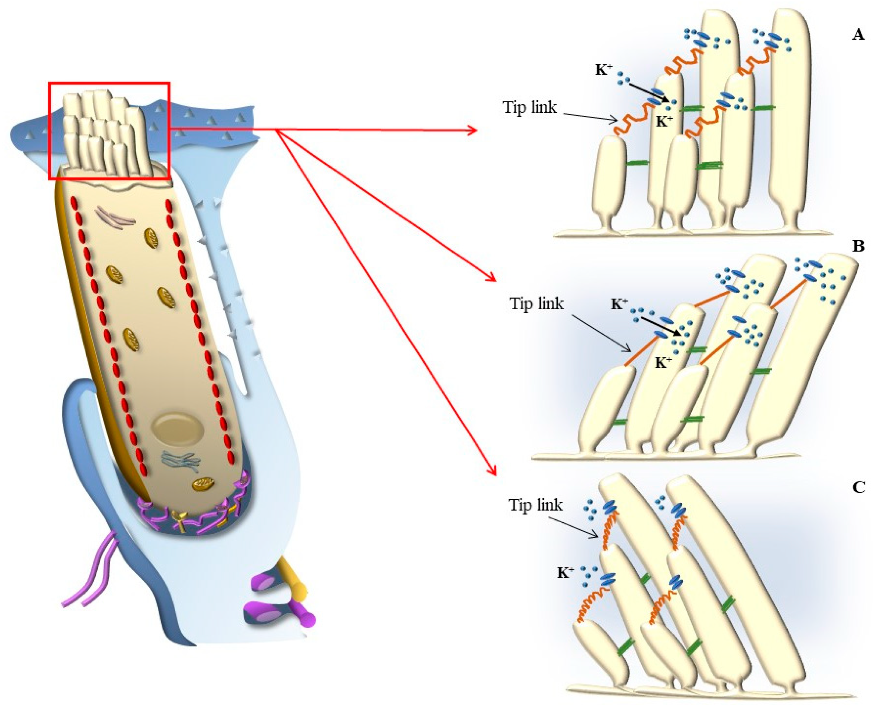 Ijms 24 16664 g007 Ijms 24 16664 g007