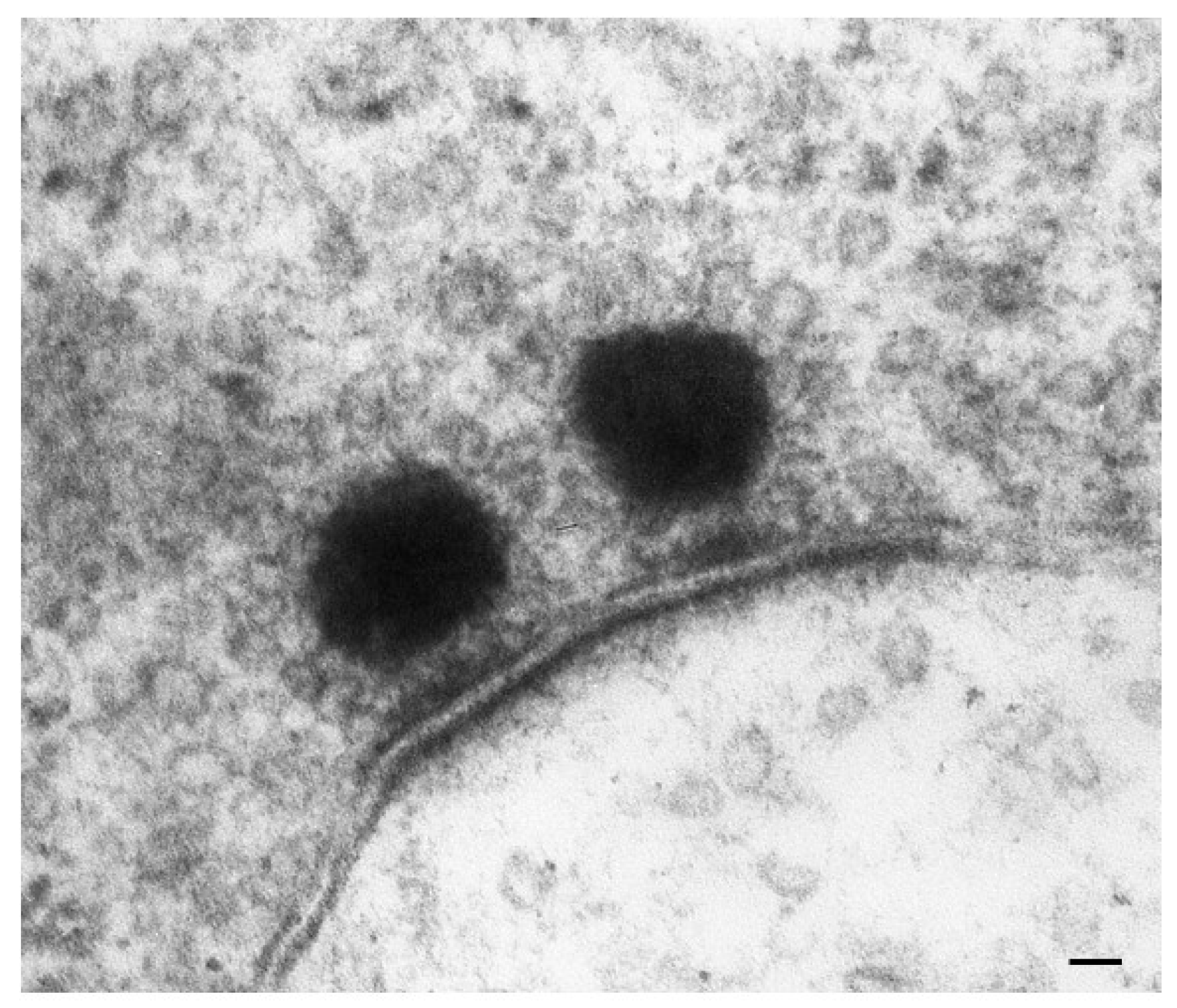 Ijms 24 16664 g008 Ijms 24 16664 g008