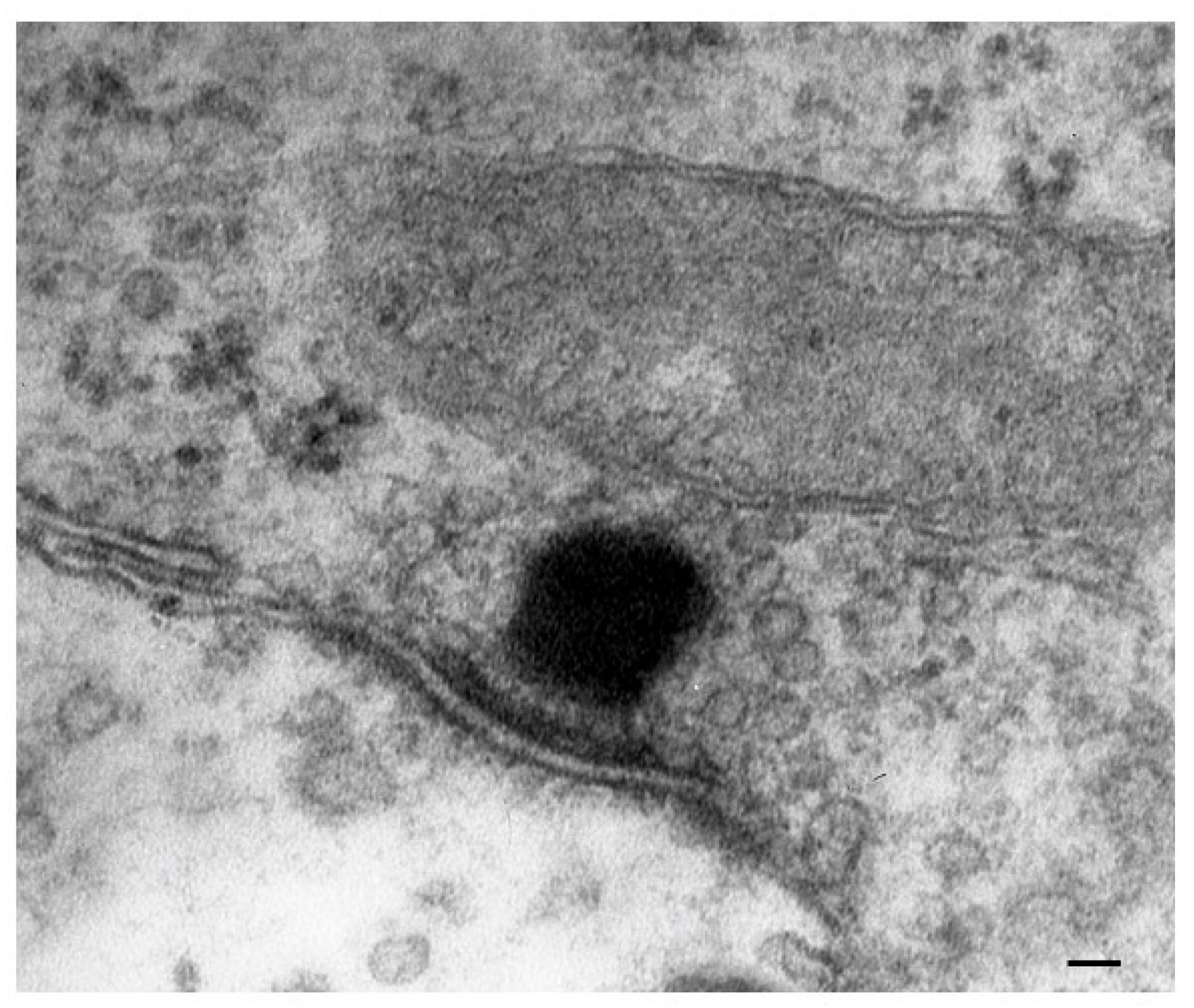 Ijms 24 16664 g009 Ijms 24 16664 g009