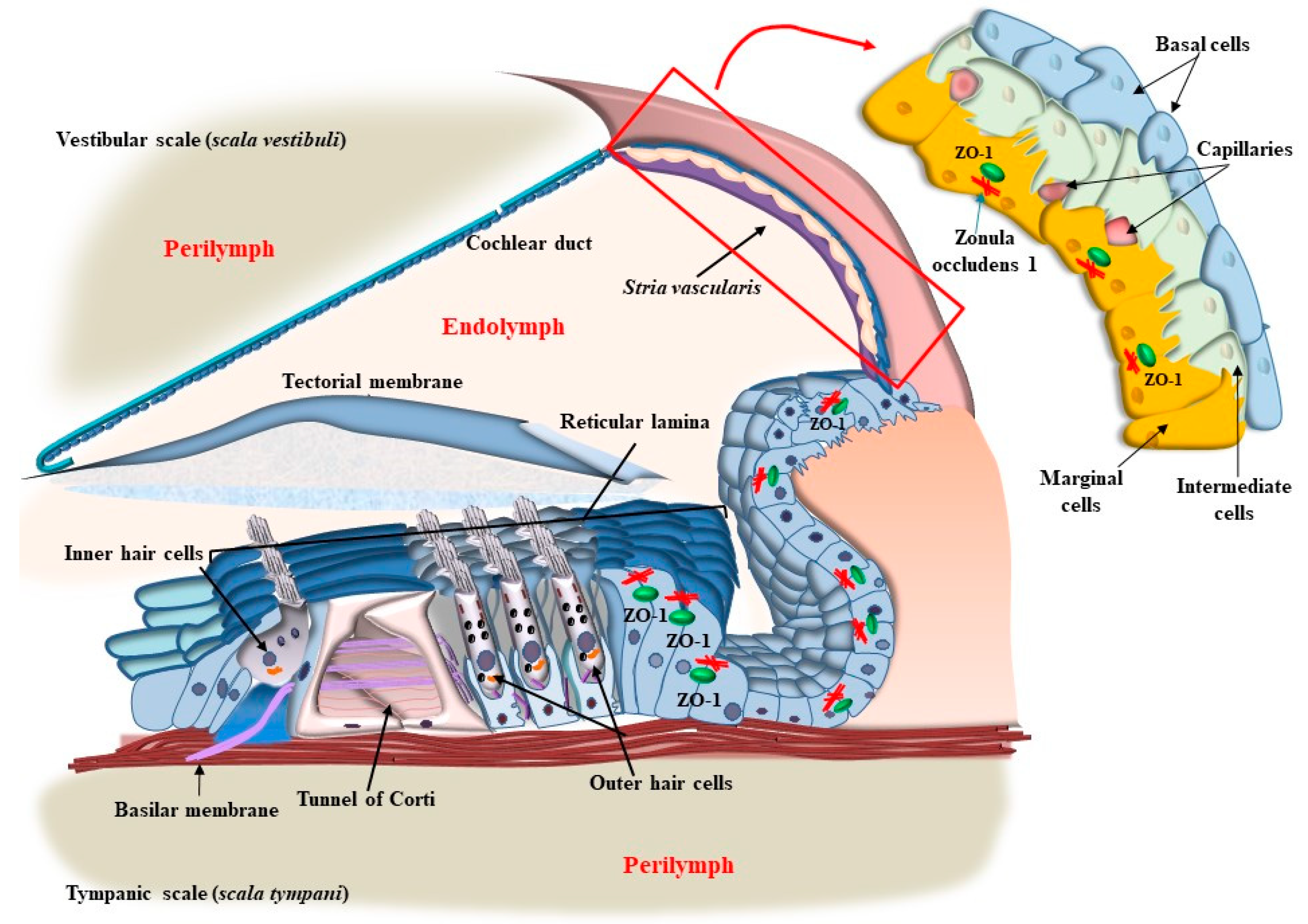 Ijms 24 16664 g010 Ijms 24 16664 g010