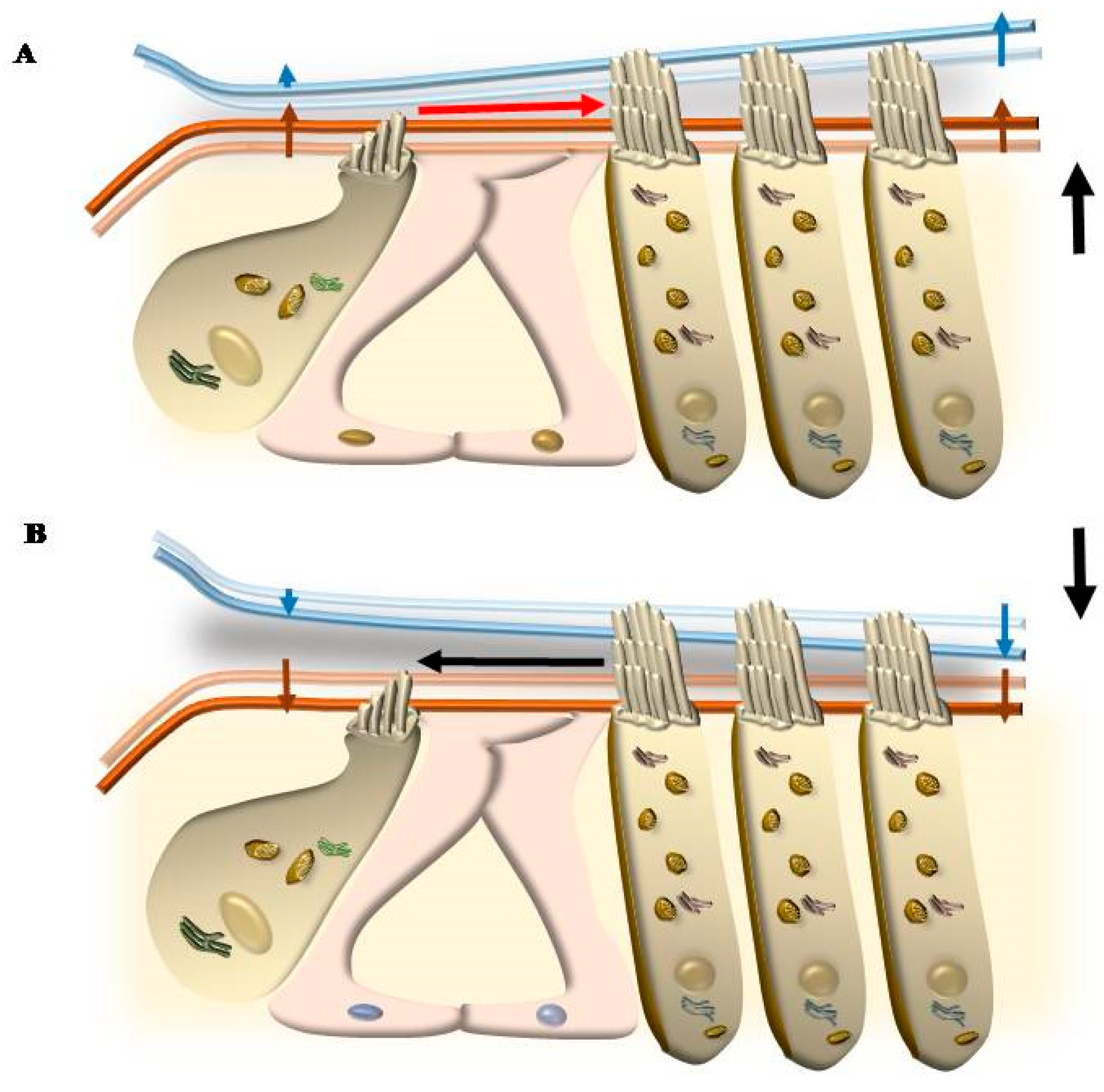 Ijms 24 16664 g011 Ijms 24 16664 g011