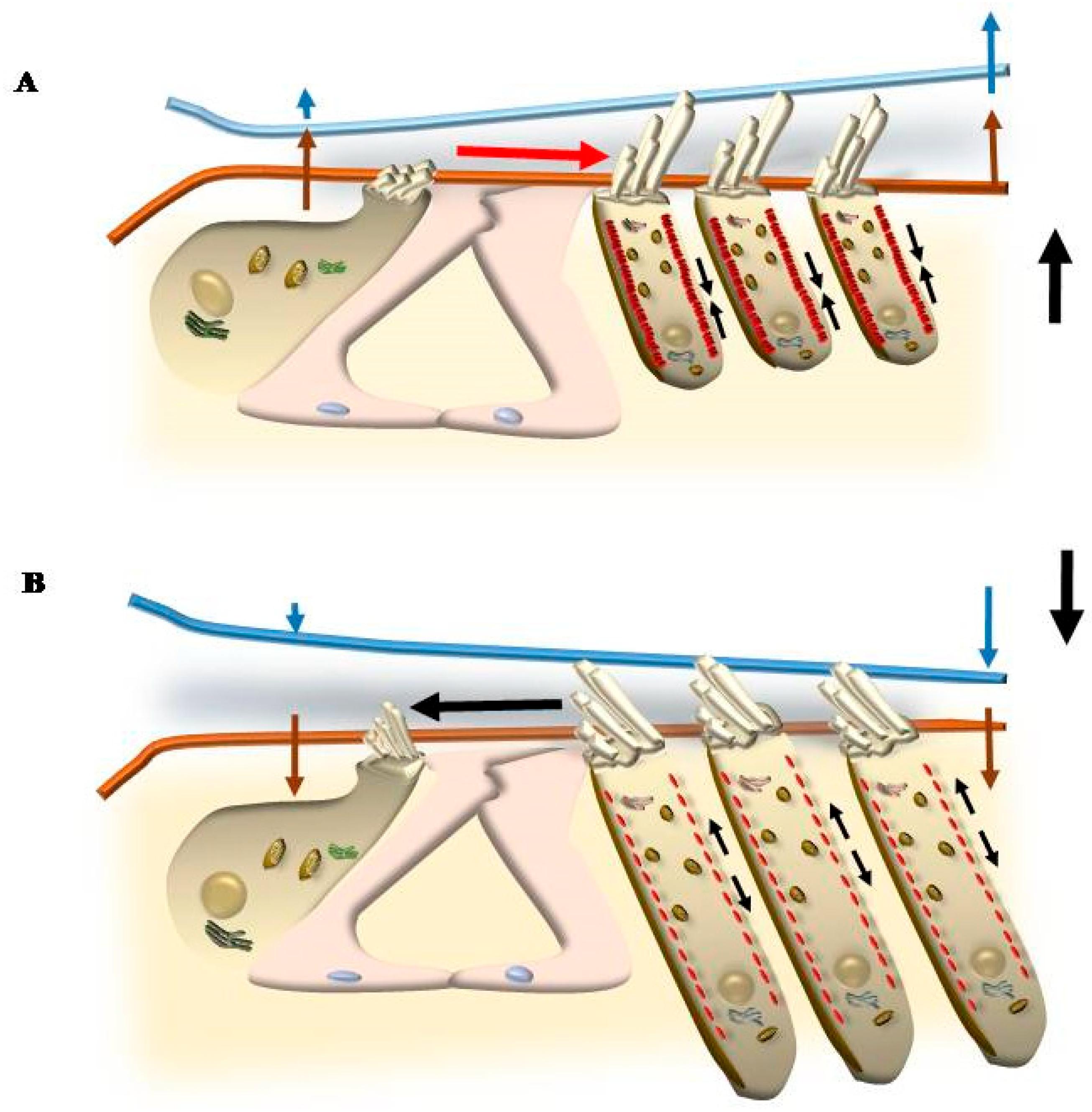 Ijms 24 16664 g012 Ijms 24 16664 g012