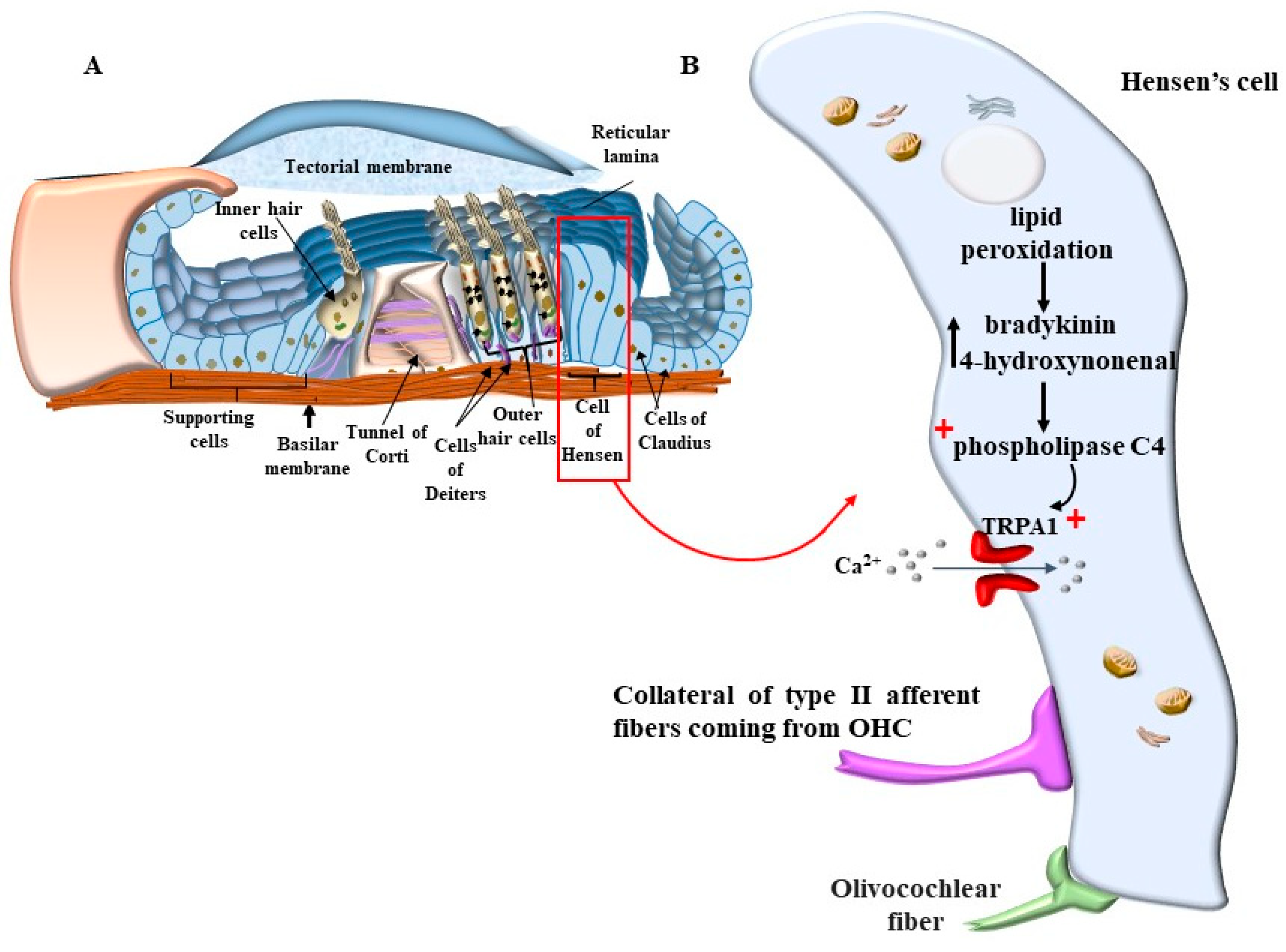 Ijms 24 16664 g013 Ijms 24 16664 g013