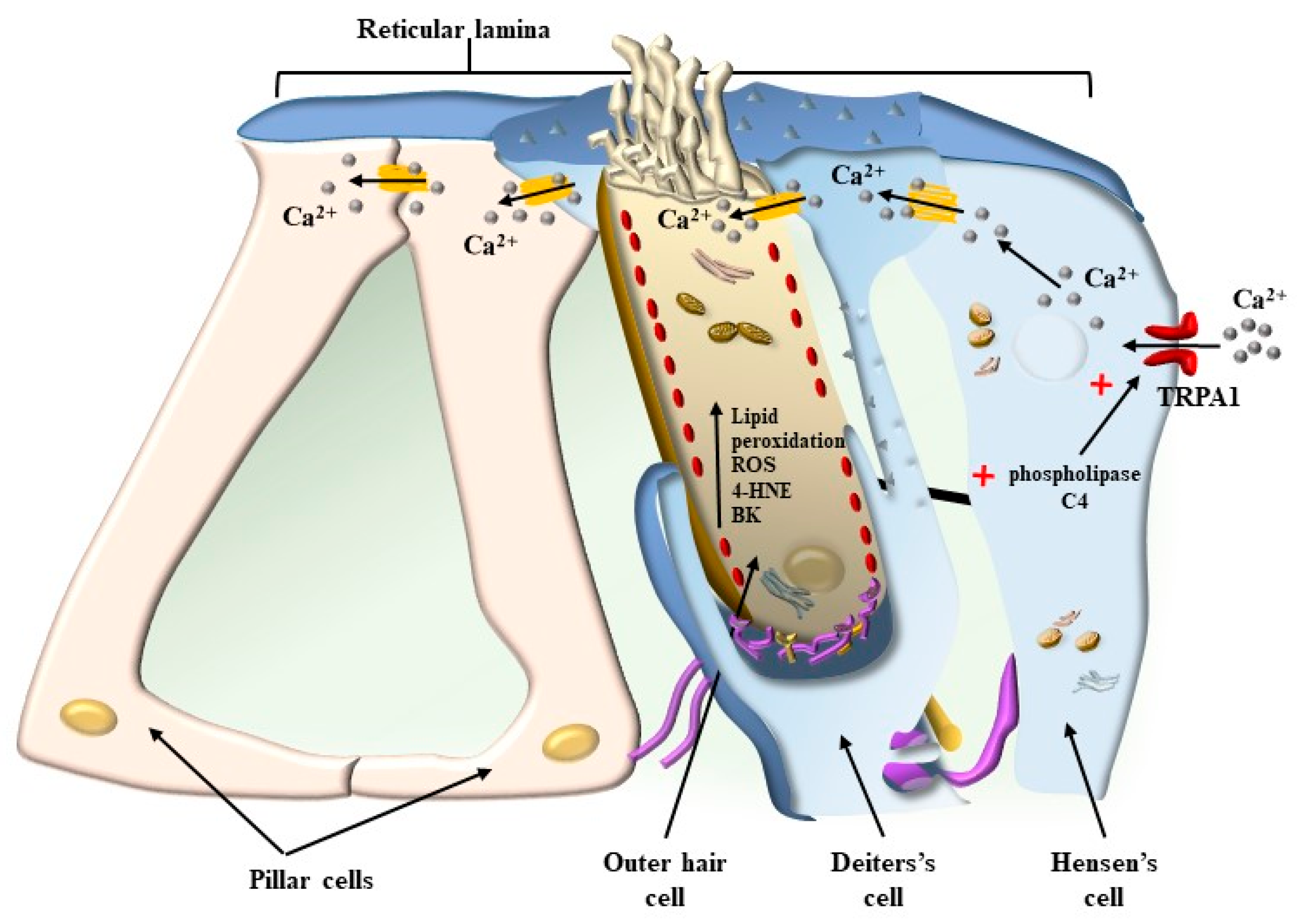 Ijms 24 16664 g014 Ijms 24 16664 g014