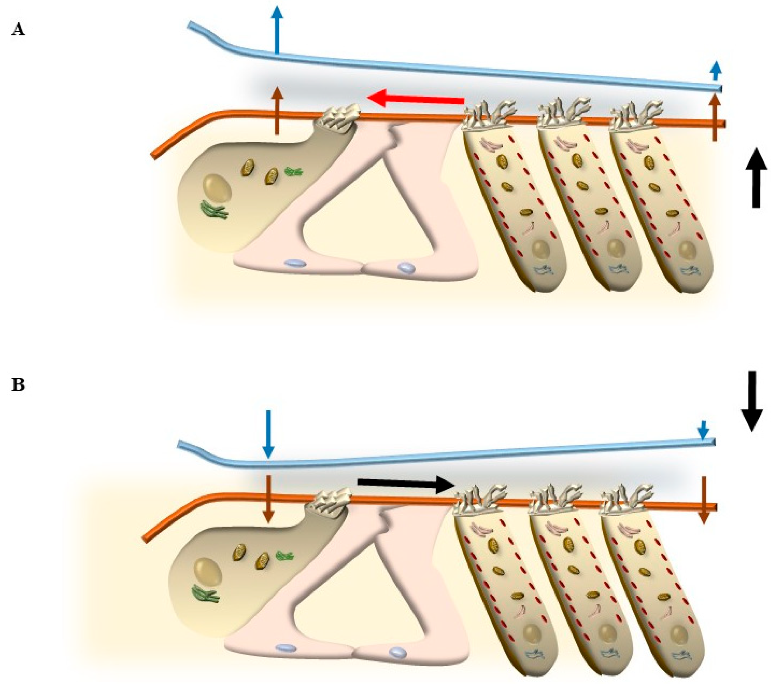 Ijms 24 16664 g015 Ijms 24 16664 g015