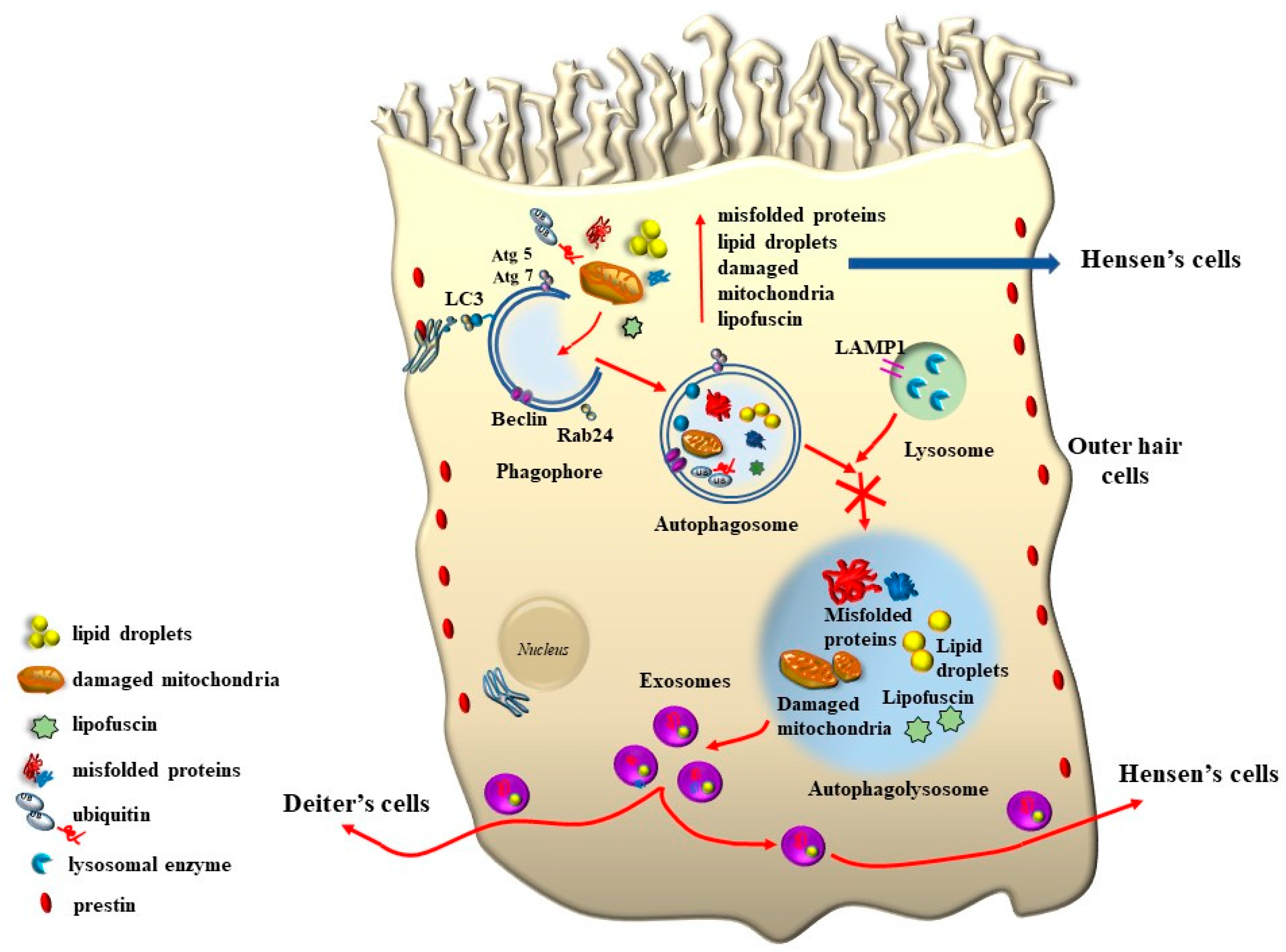 Ijms 24 16664 g016 Ijms 24 16664 g016