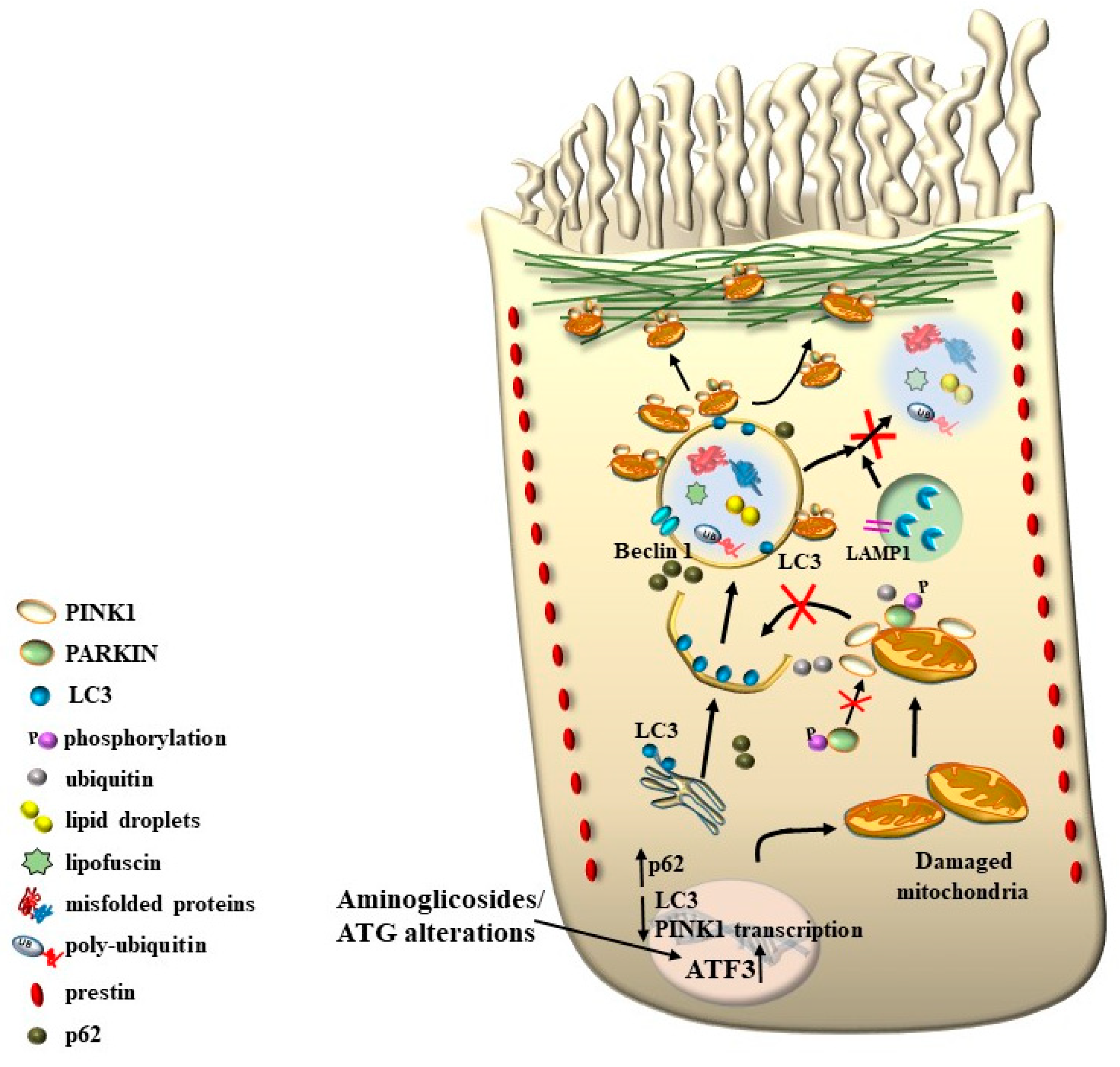 Ijms 24 16664 g017 Ijms 24 16664 g017