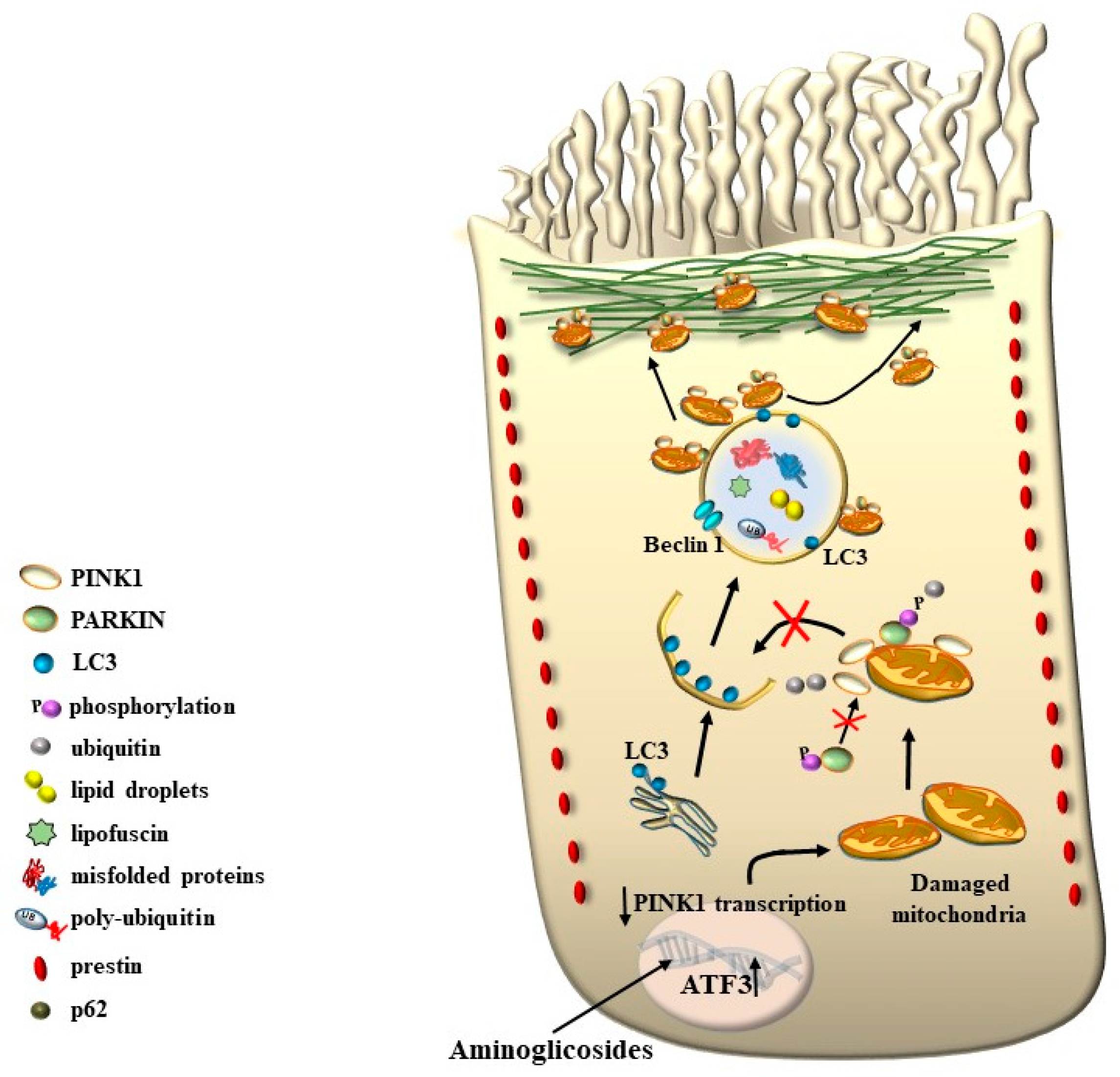 Ijms 24 16664 g018 Ijms 24 16664 g018